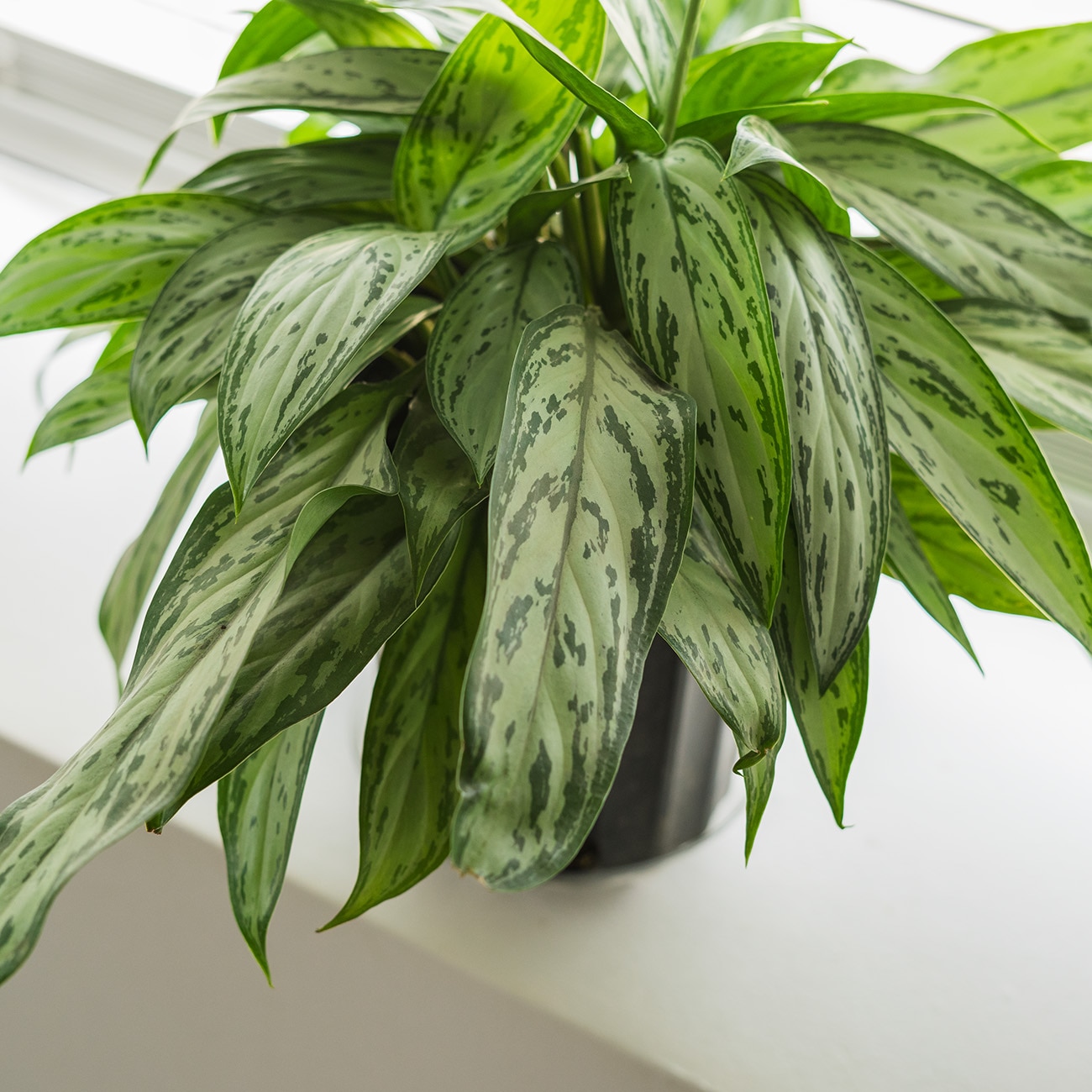 Perfect Plants LOCHINESEMARIA6IN hseplants - View #5