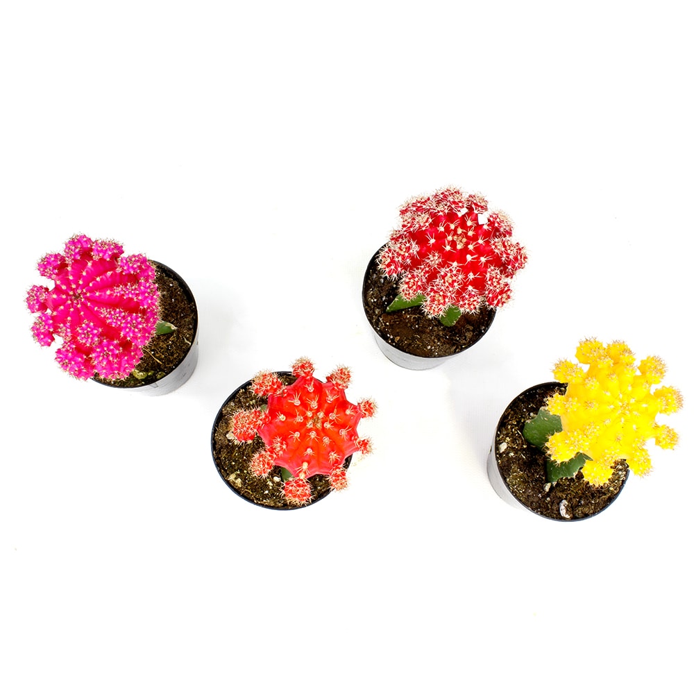 Altman Plants 0880049 Cacti-Succulents - View #2