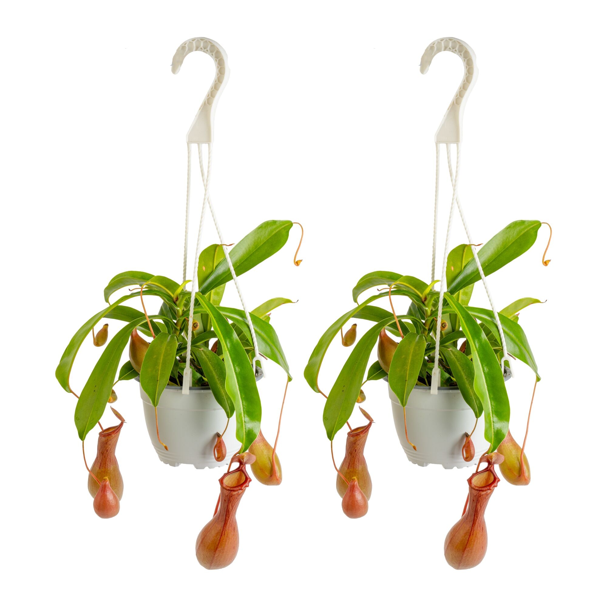 Costa Farms Pitcher Plant House plant in 6 Inch(es) Hanging basket