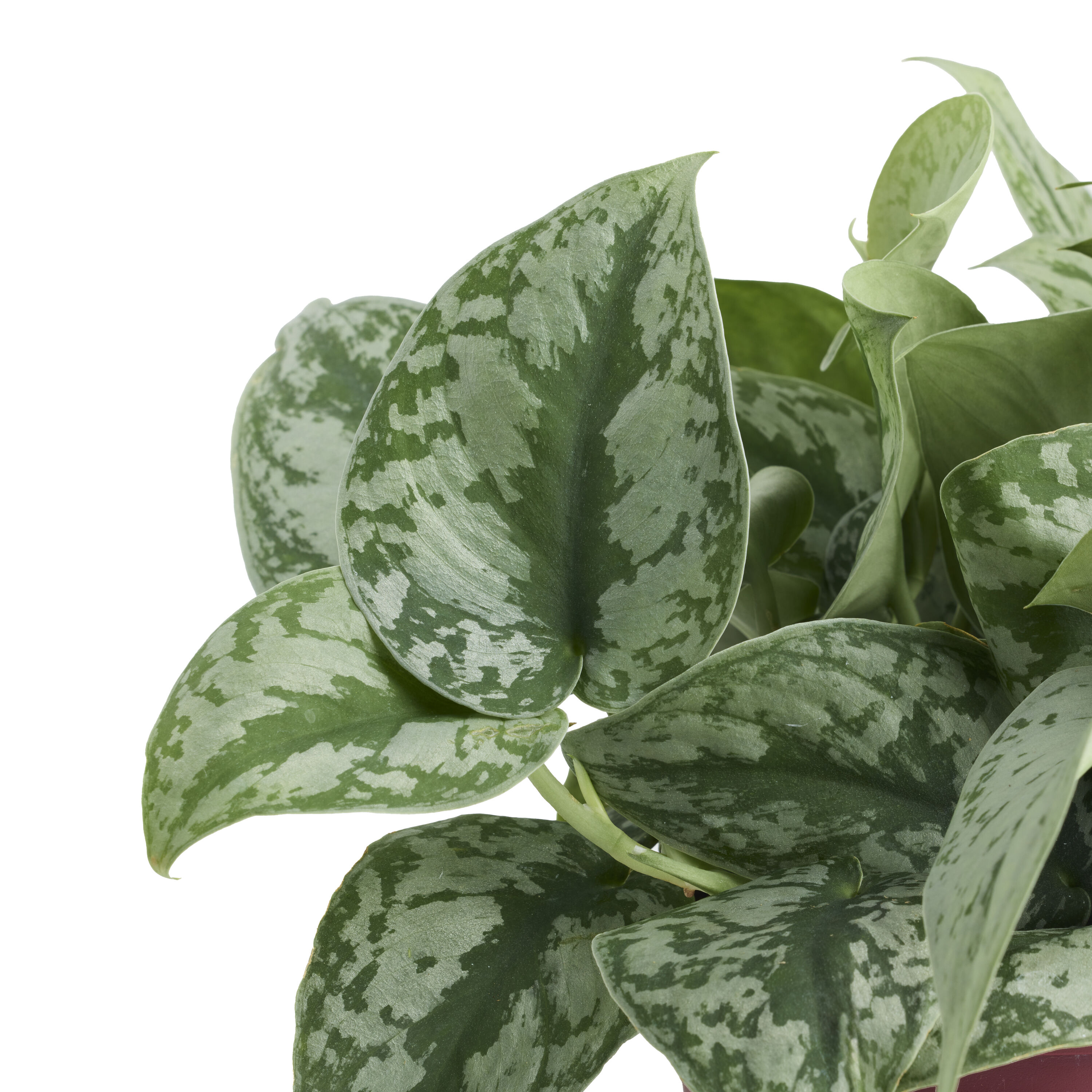 LiveTrends ASB08723 hseplants - View #2