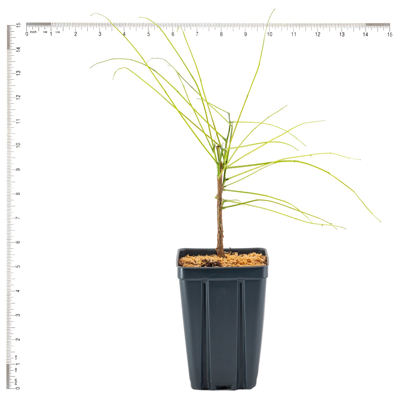 Van Zyverden 82955 Plant-Bulbs - View #6