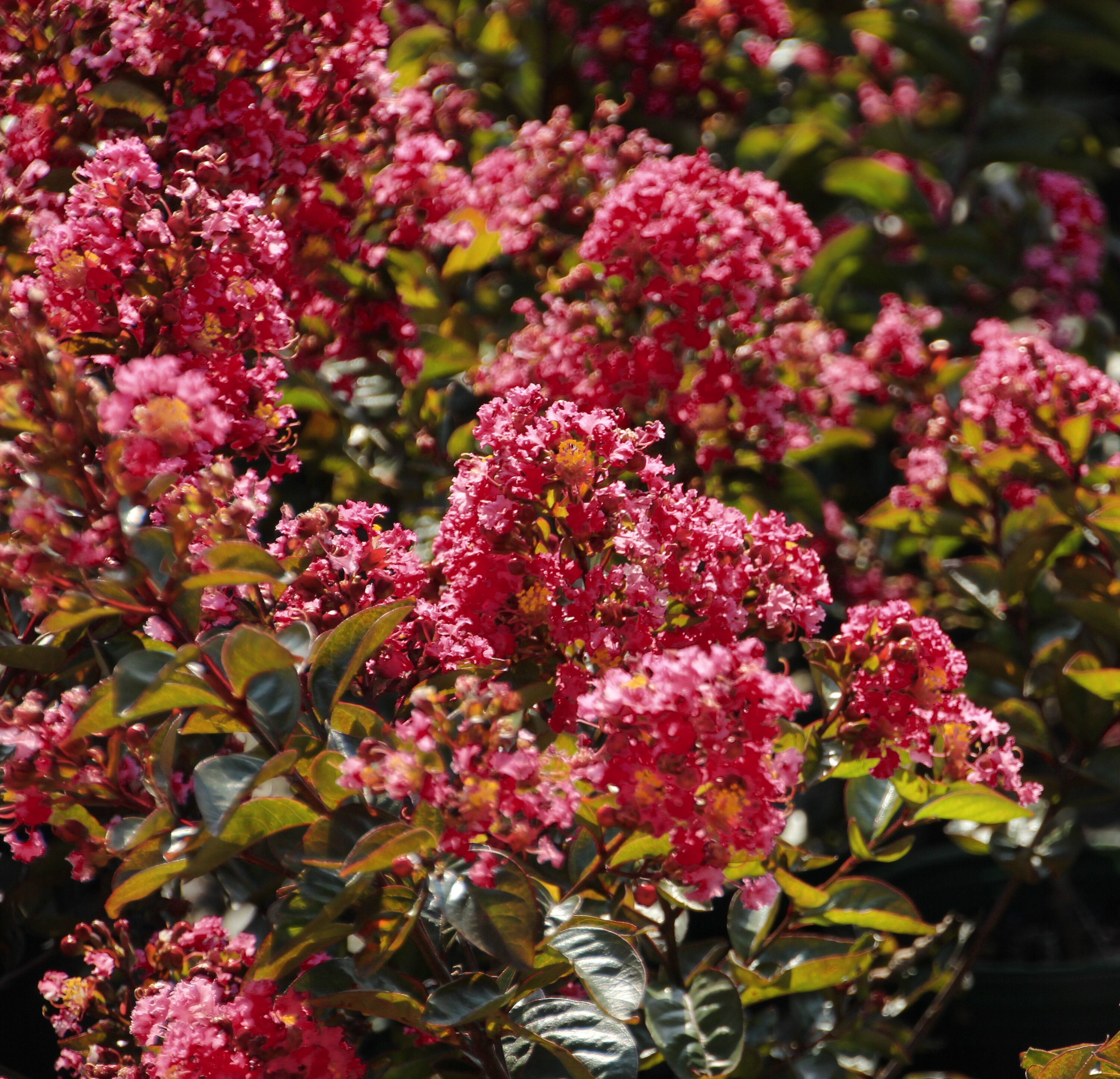 National Plant Network Red Crape Myrtle Enduring Red Foundation/Hedge ...