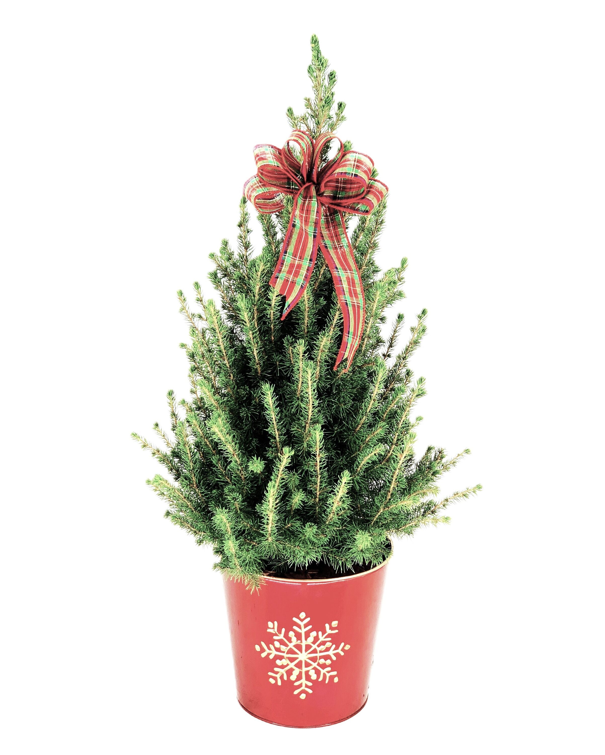  O585002RSBW Dwarf Alberta Spruce Foundation/Hedge Shrub in 1.5-Gallon Pot