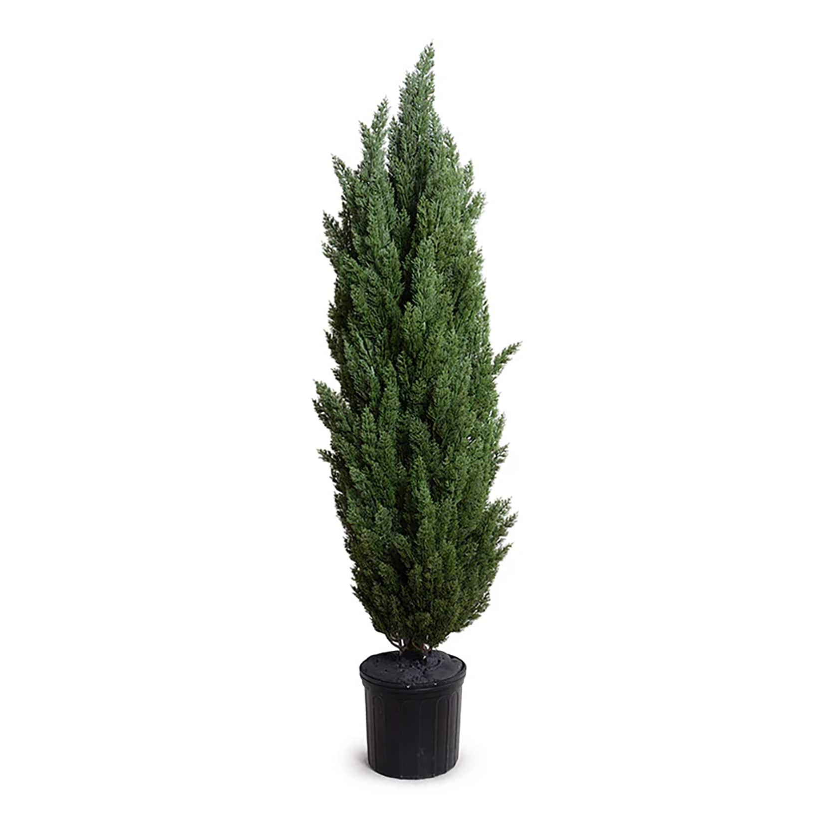 Lowe's NURSERY Italian Cypress Screening Shrub in 6.08 -Gallon Pot 1 -Pack
