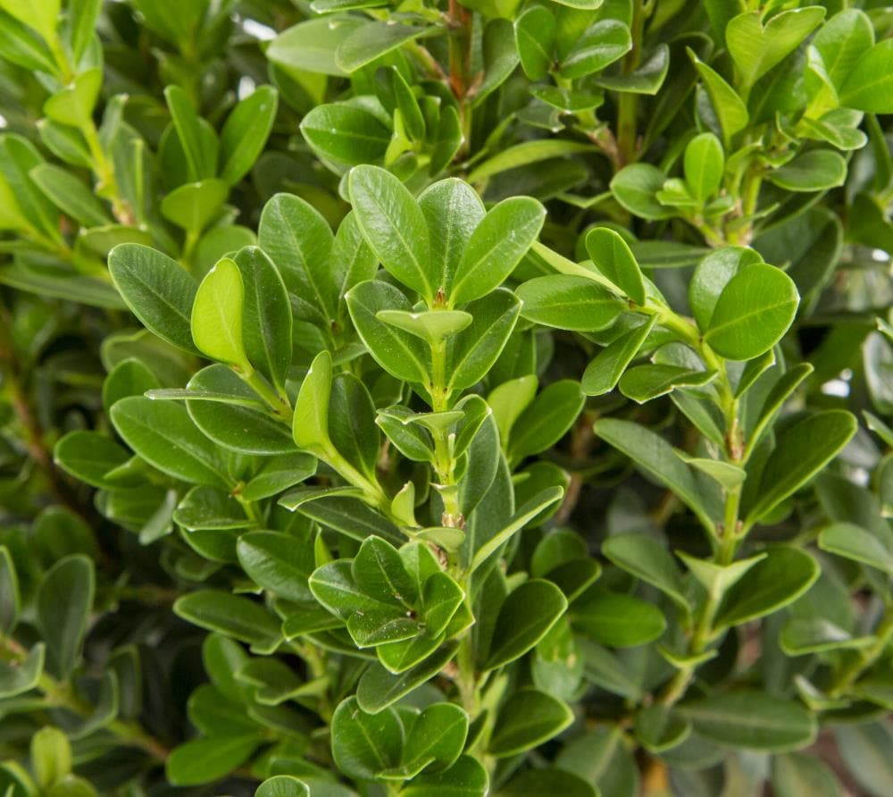 Boxwood Highlander Shrubs at Lowes.com