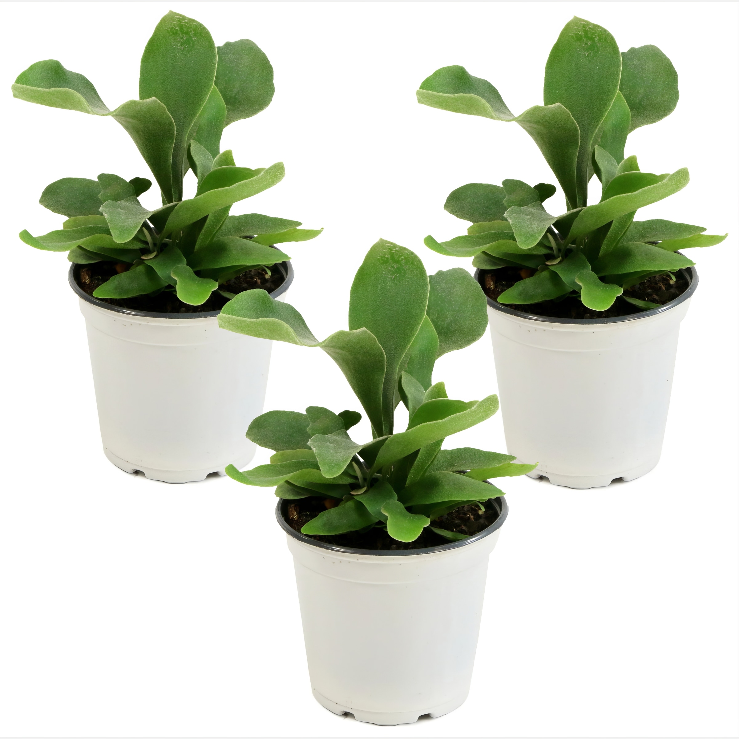 National Plant Network Staghorn Fern House Plant in 4-in Pot 3-Pack in ...