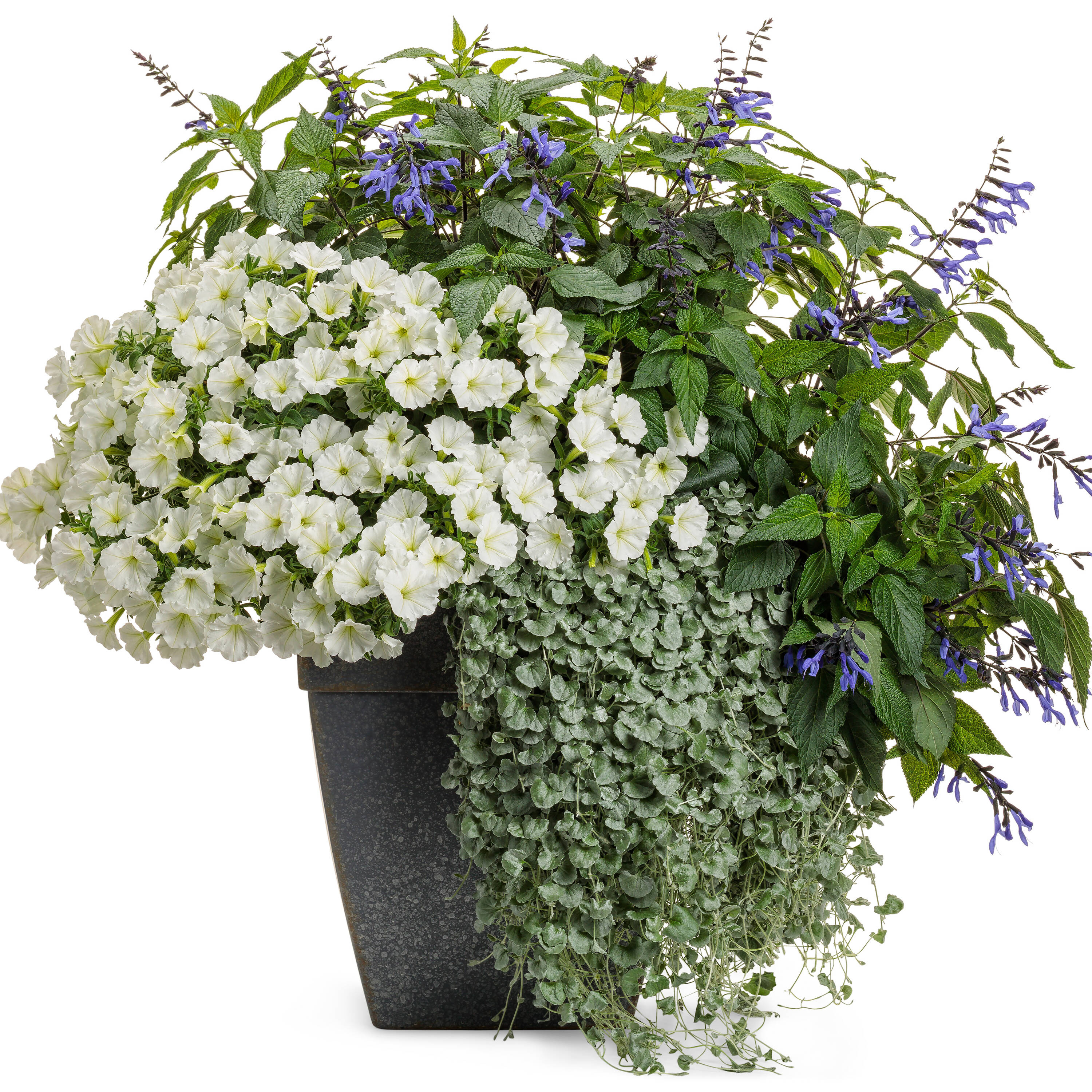 Proven Winners SUPPRW4057504 annuals - View #5