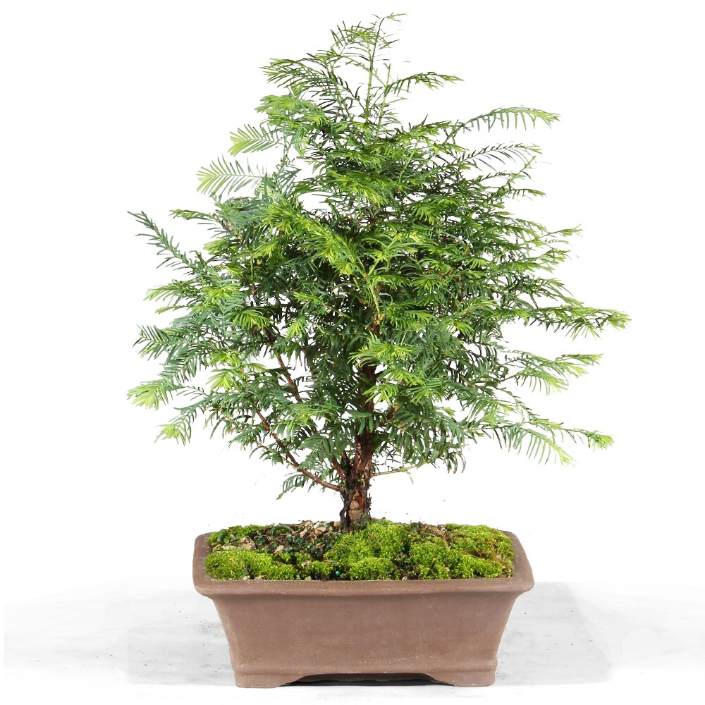 Brussel's Bonsai DT0323DR 1 Feet Feature Dawn Redwood In pot (with soil)