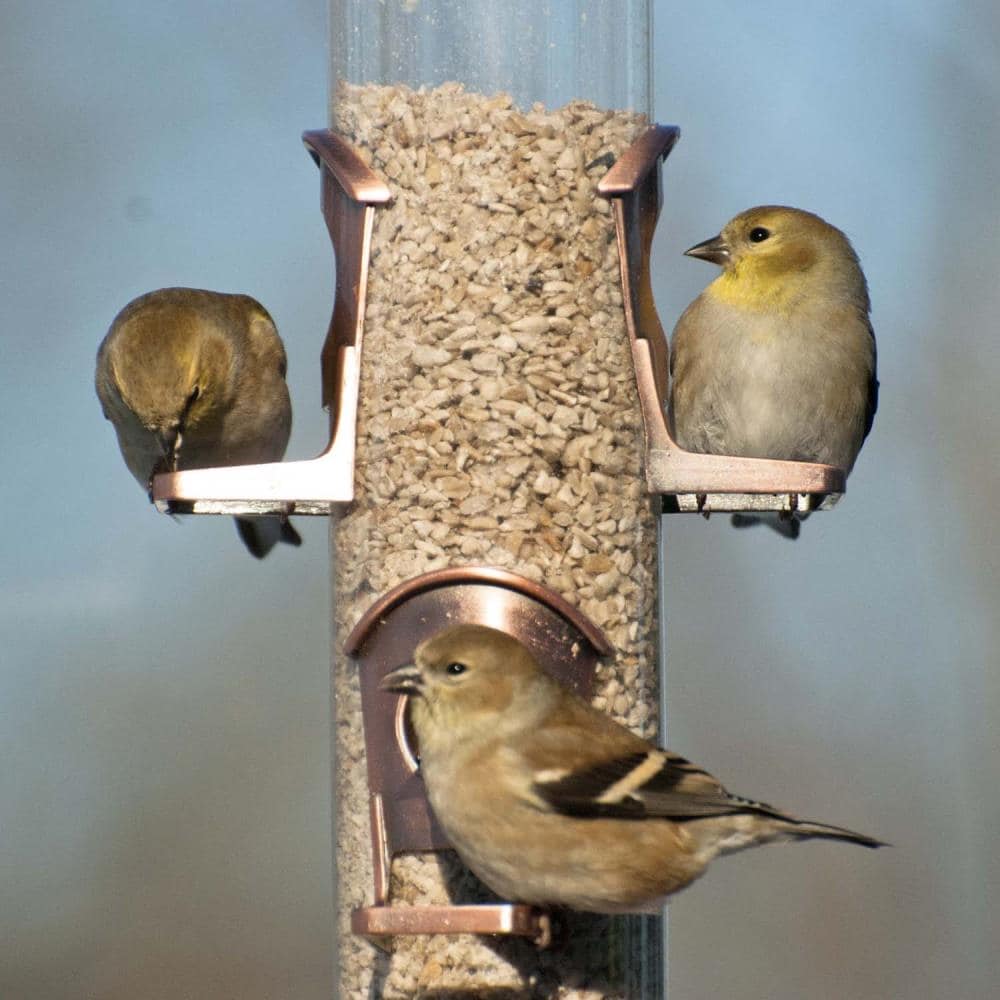 Woodlink 24561 Bird-Feeders - View #3
