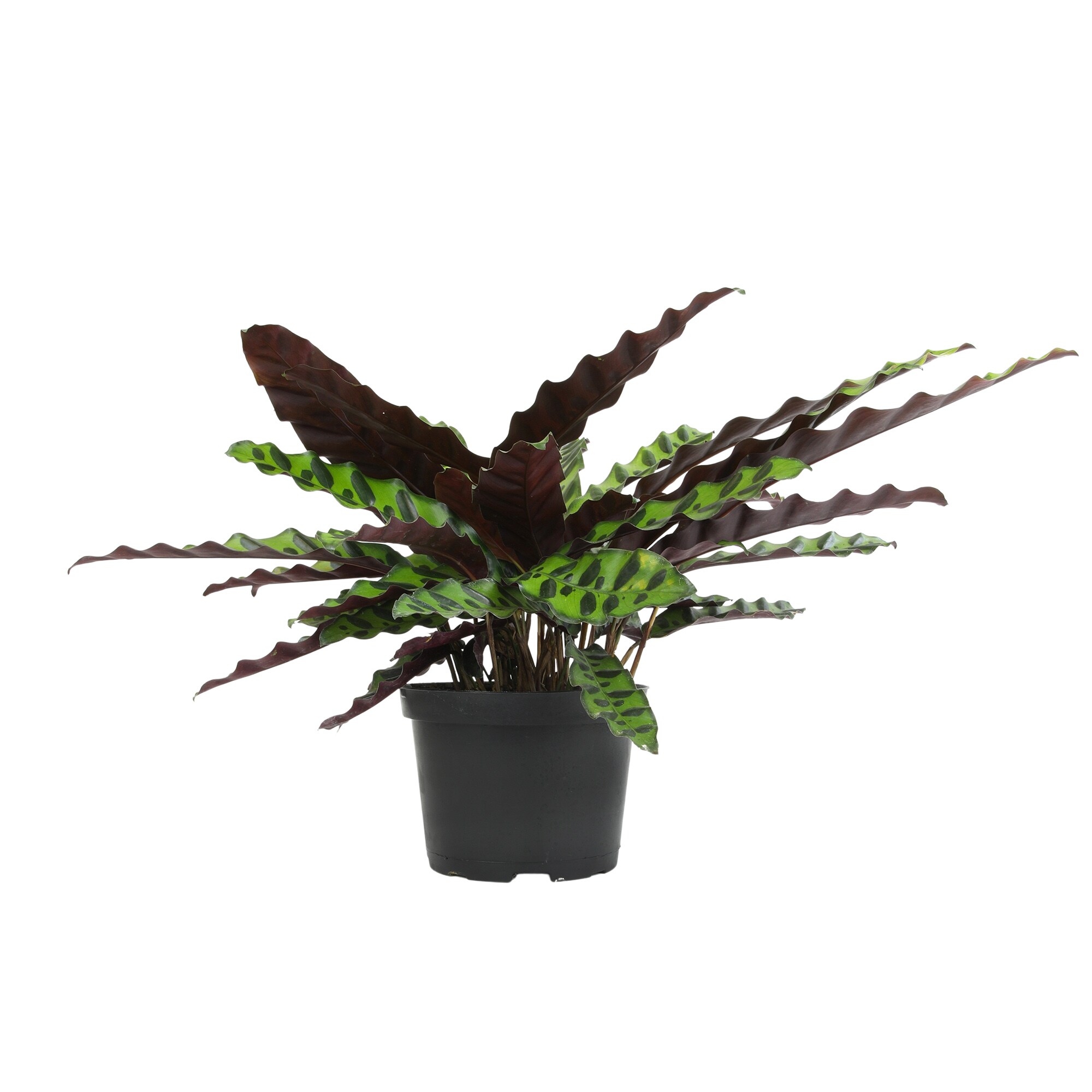 Altman Plants 0881600 hseplants - View #3