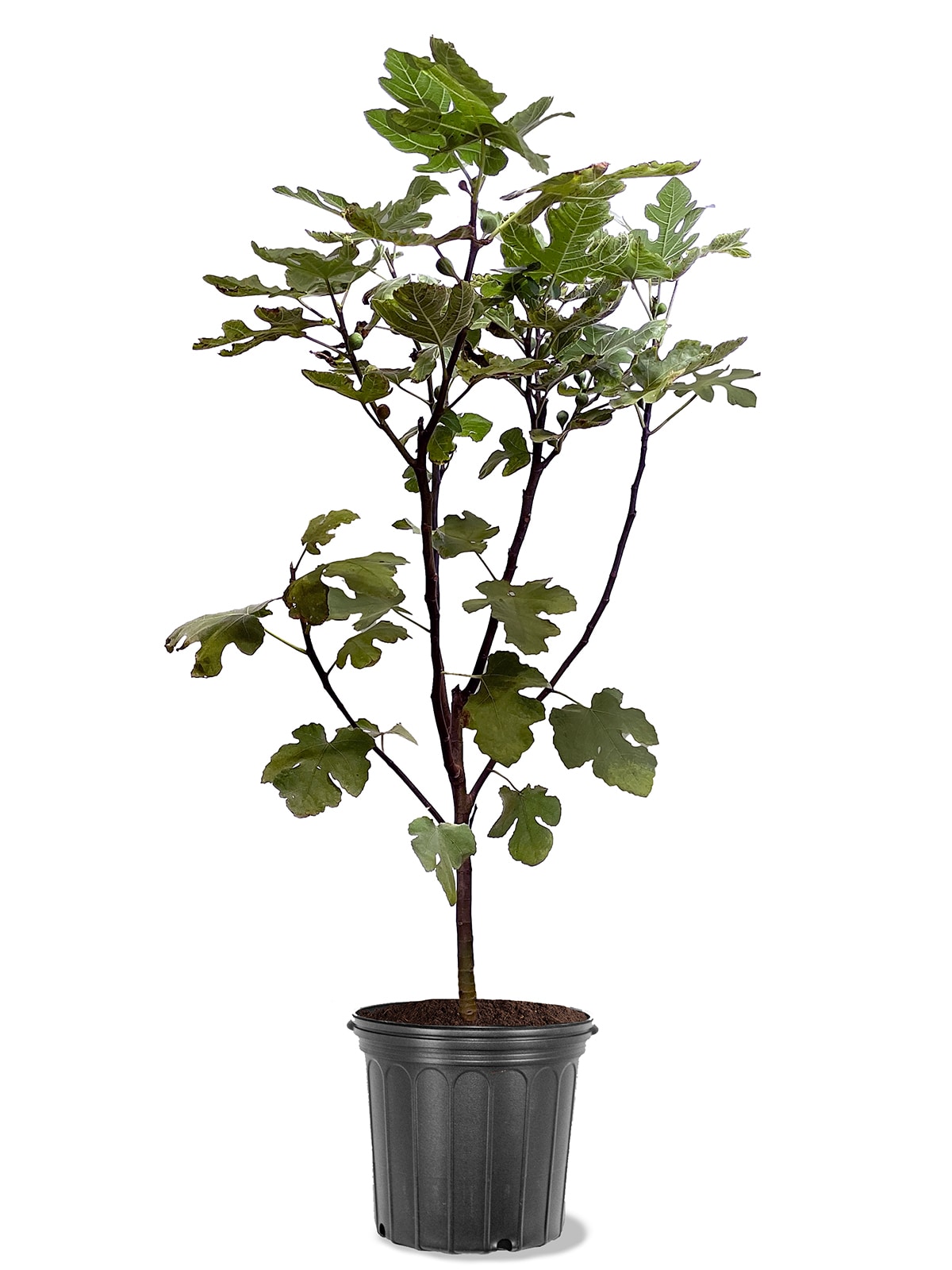 Southern Planters FIGLSU05G 1.0 -Pack Fig Plant in Pot Spring