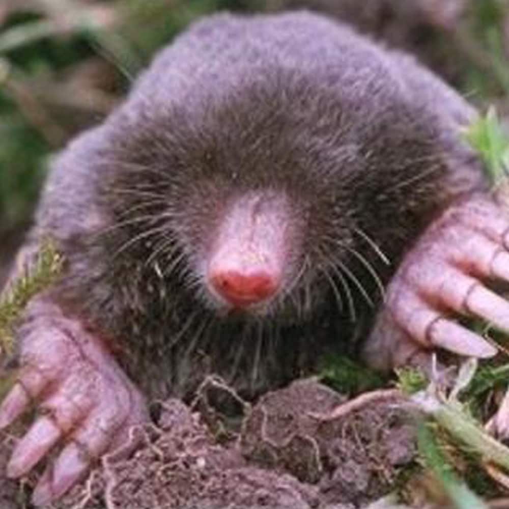 Enviro Protection Industries Co. 12040 Animal-Rodent-Control - View #5