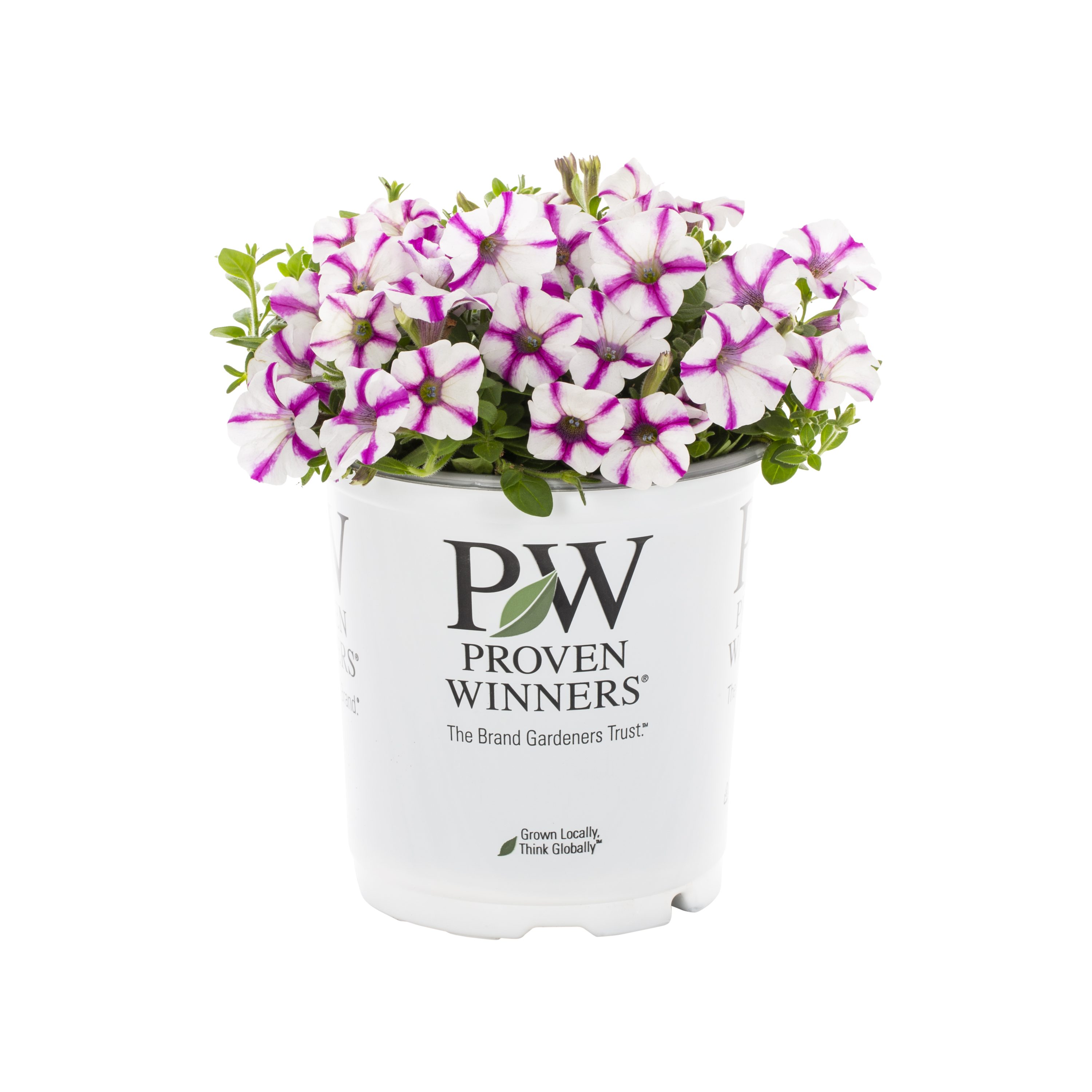 Proven Winners 4903 annuals - View #4