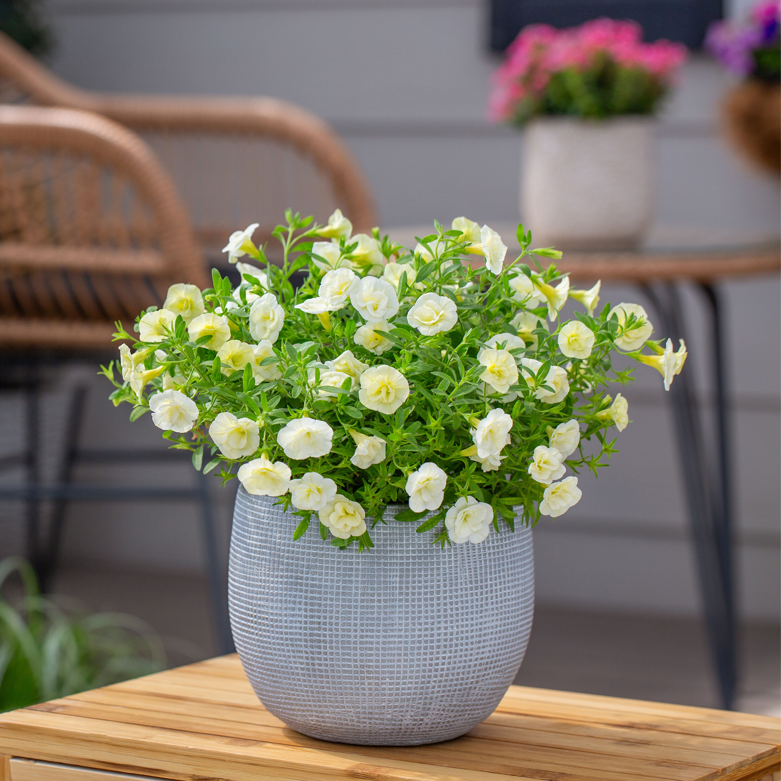 Proven Winners 4898 annuals - View #4