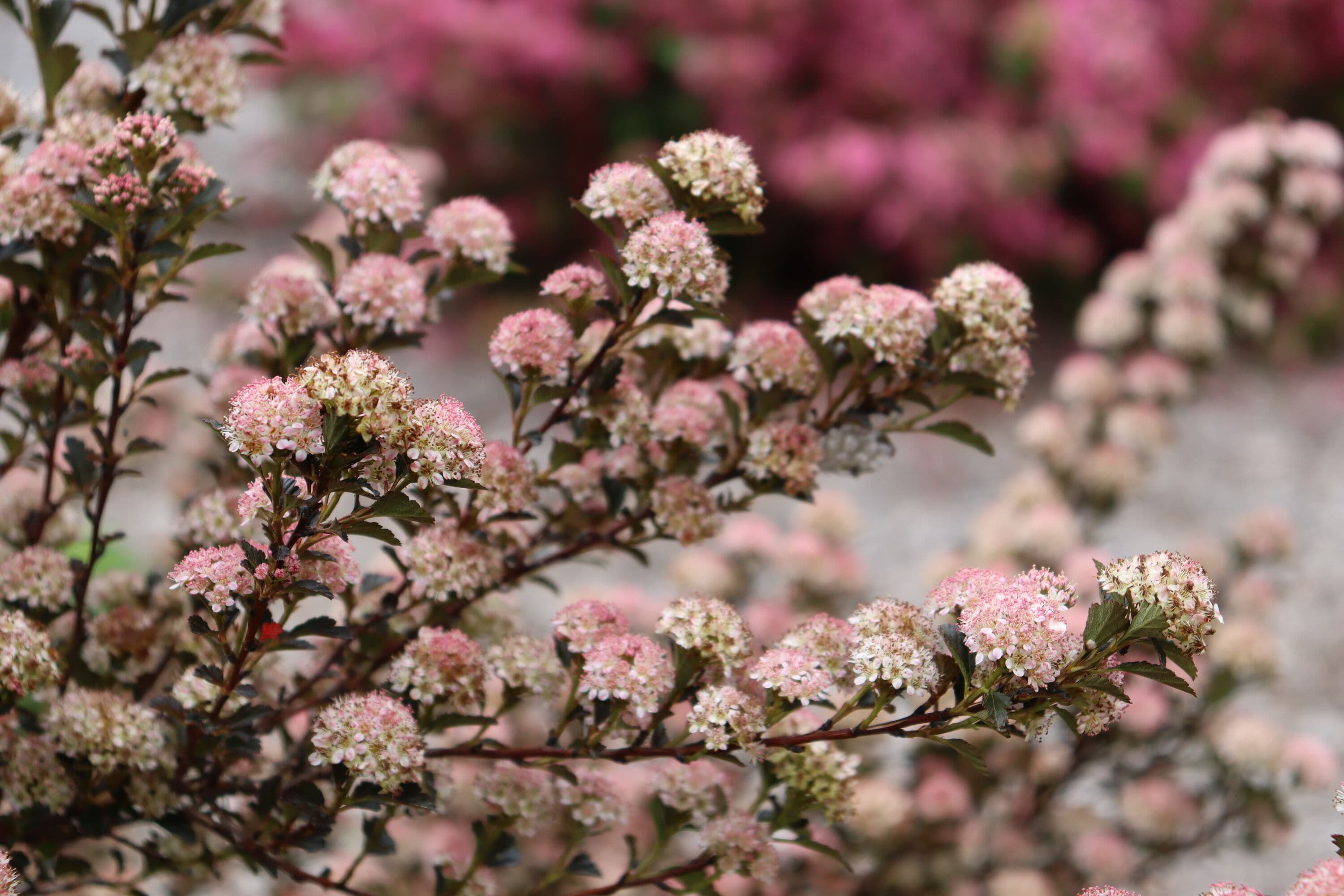 Proven Winners PHYPRC1037800 shrubs - View #5