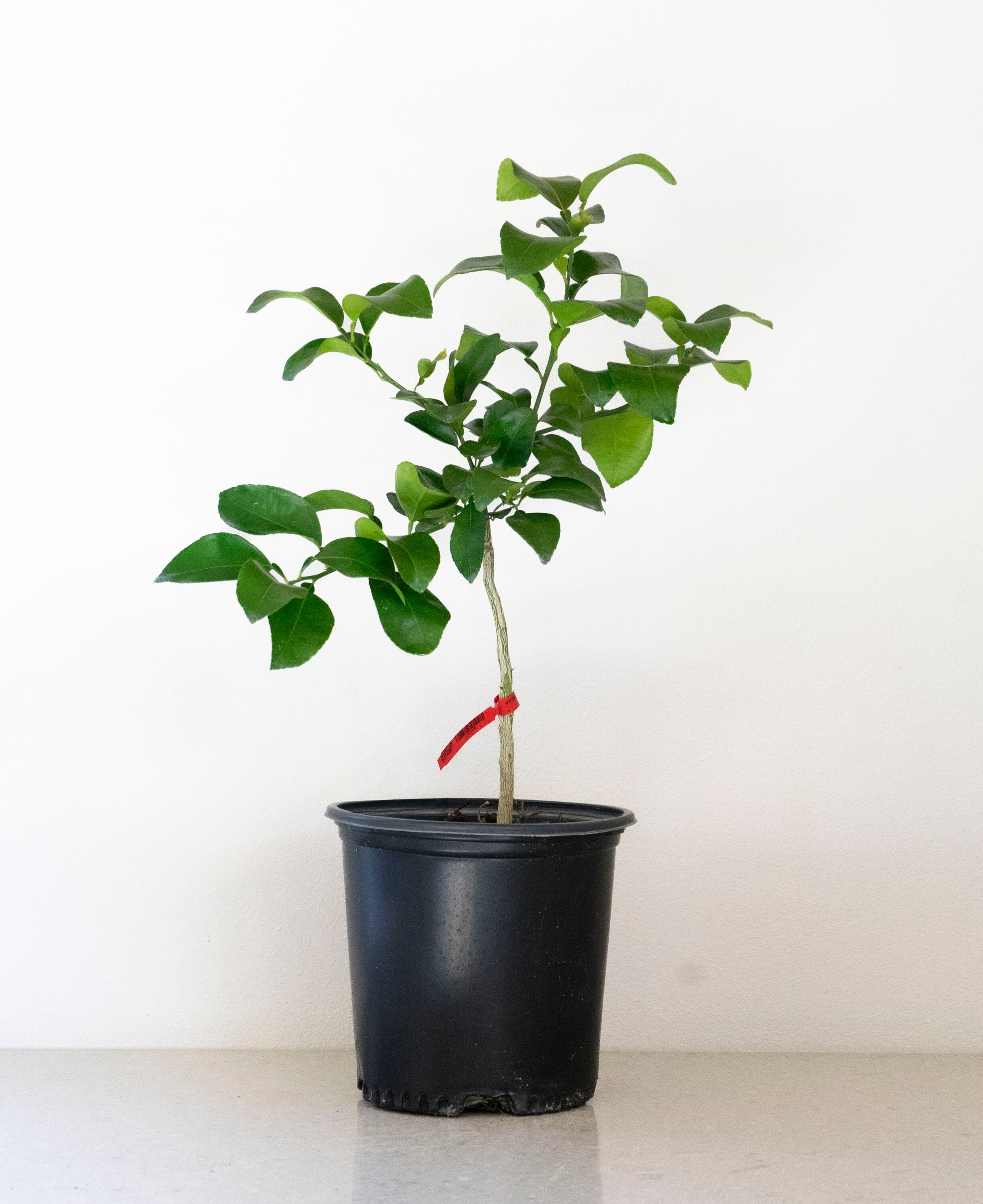 Alder & Oak FLRS02 Fruit-Plants - View #4
