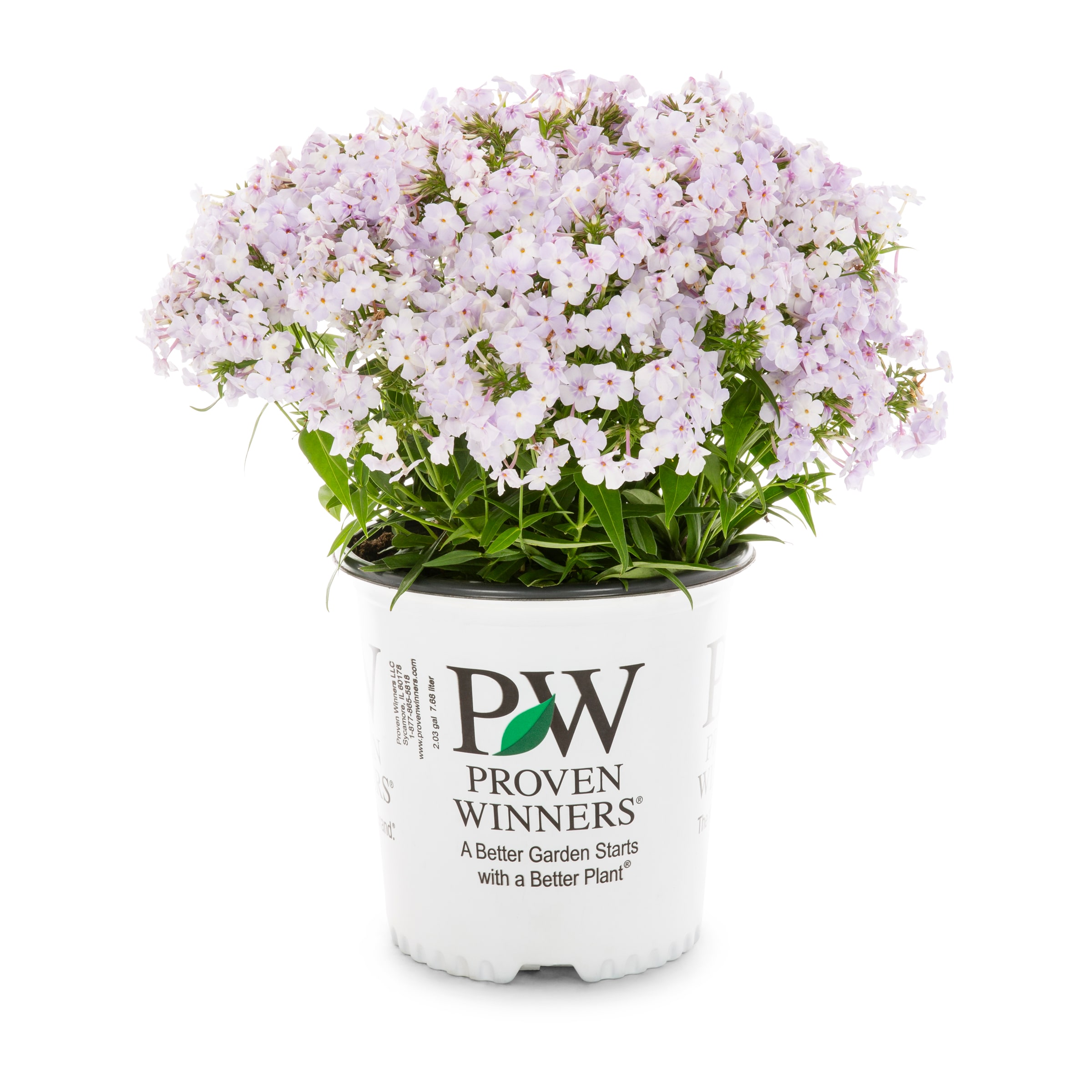 Proven Winners NURSERY Multicolor Phlox Plant in 2.00 -Gallon Pot 1.0 -Pack