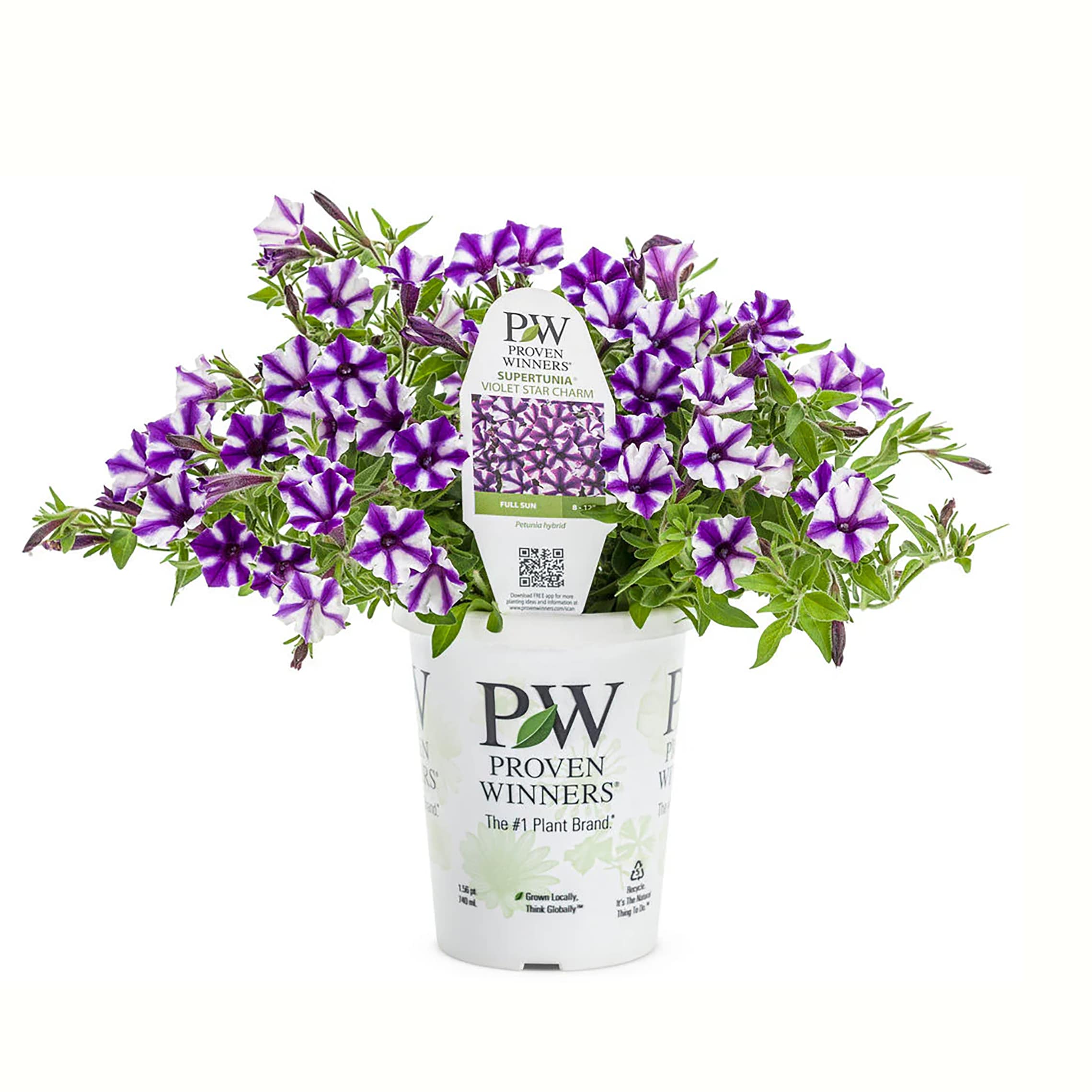 Proven Winners 5199363 Purple Petunia in 2 Quart(s) Pot 1 -Pack