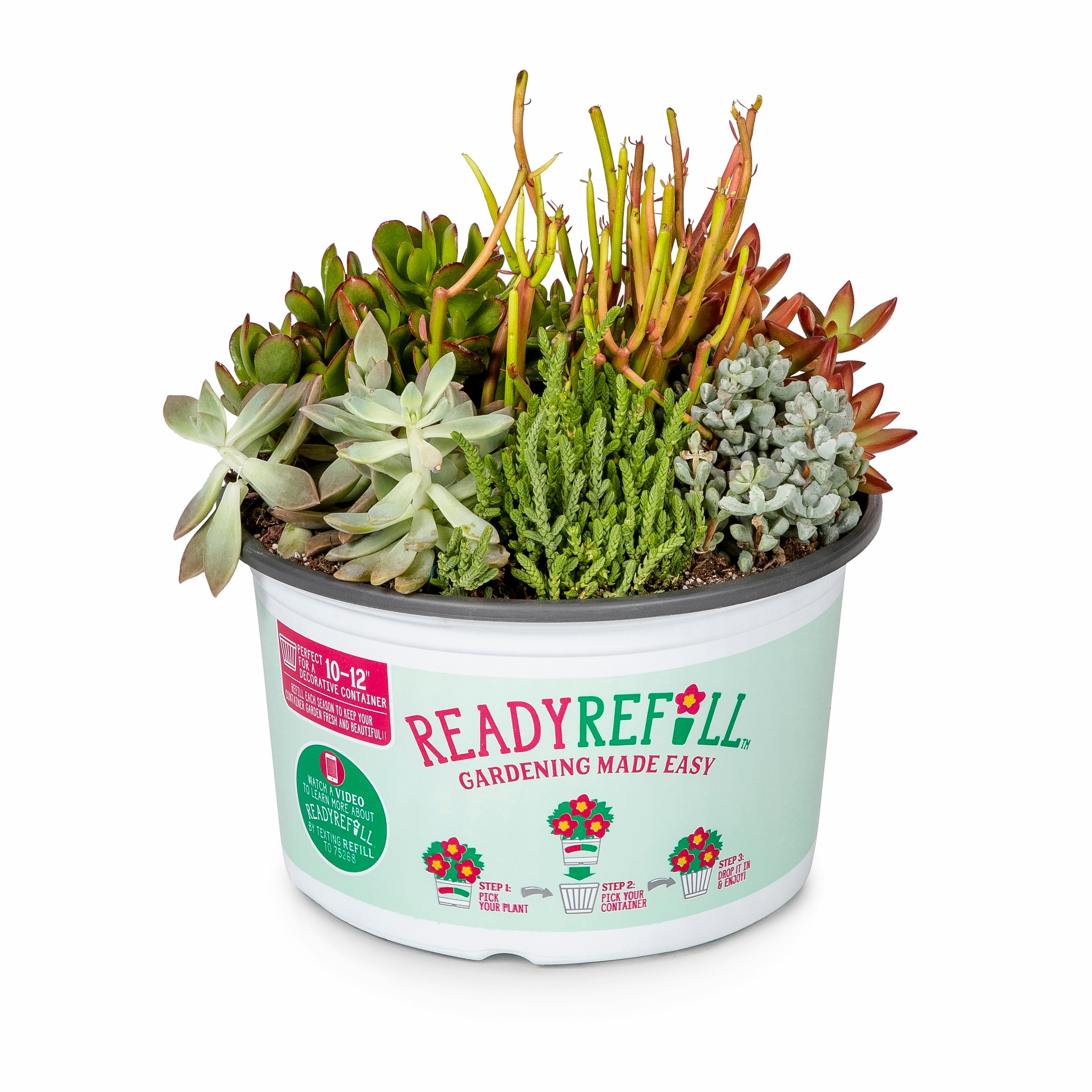 Lowe's 1.0 -Pack Succulent in 1.50 -Gallon Pot