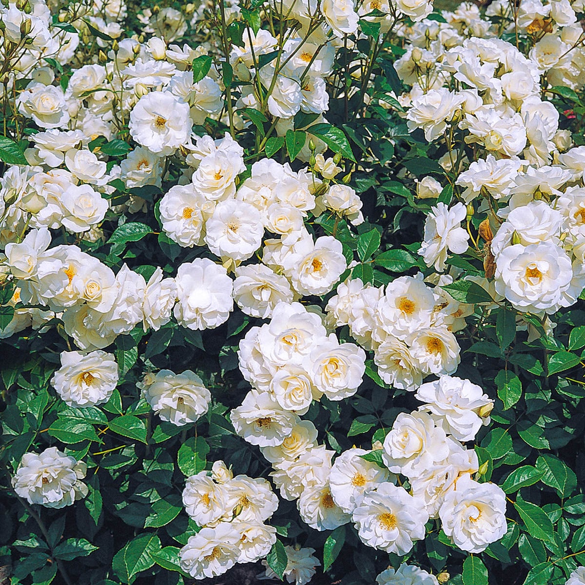 Spring Hill Nurseries 86349 White Flowering Iceberg Dormant Floribunda 1 -Pack 1.0 -Pack in Bare root