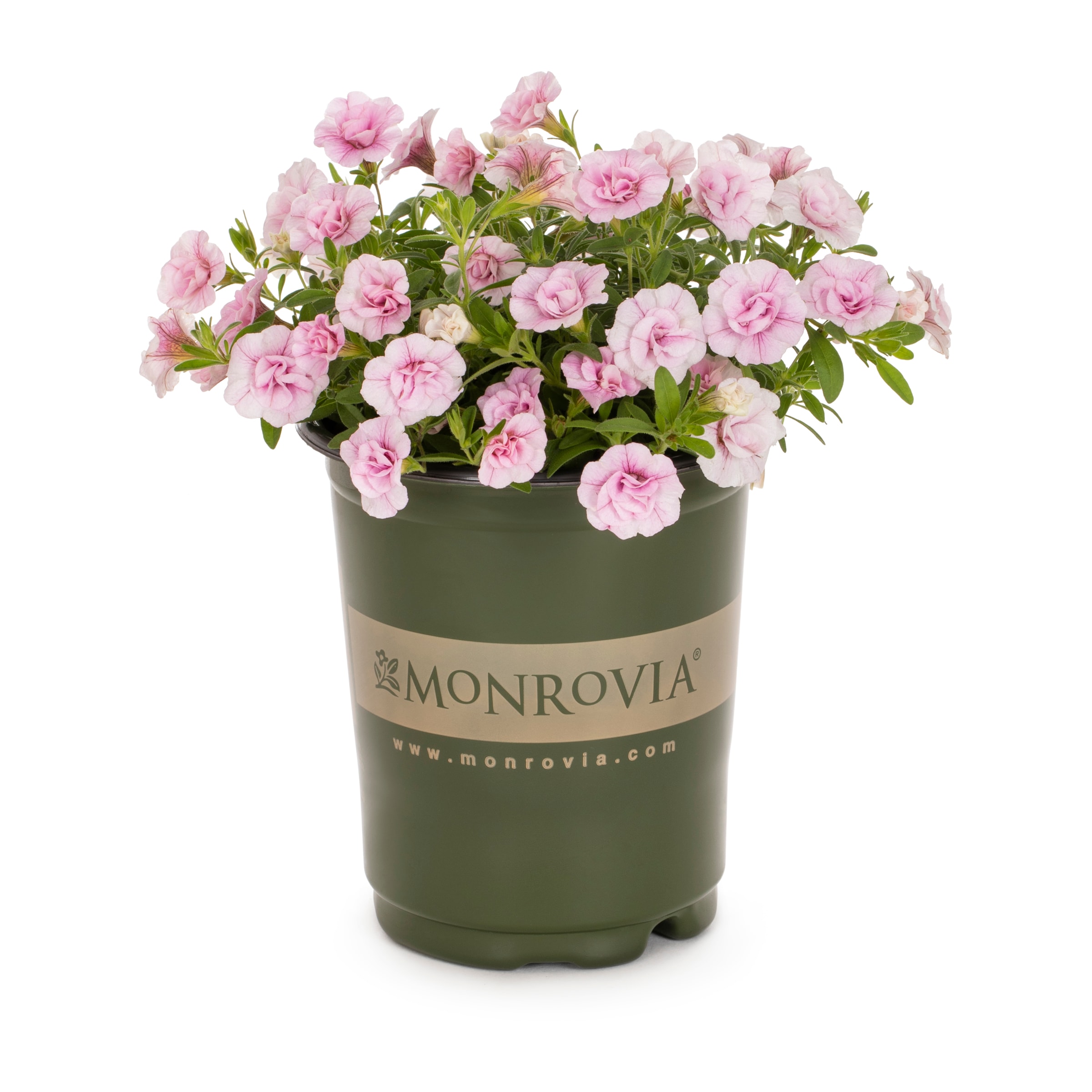 Monrovia Multicolor Calibrachoa in 1-Quart Pot in the Annuals ...