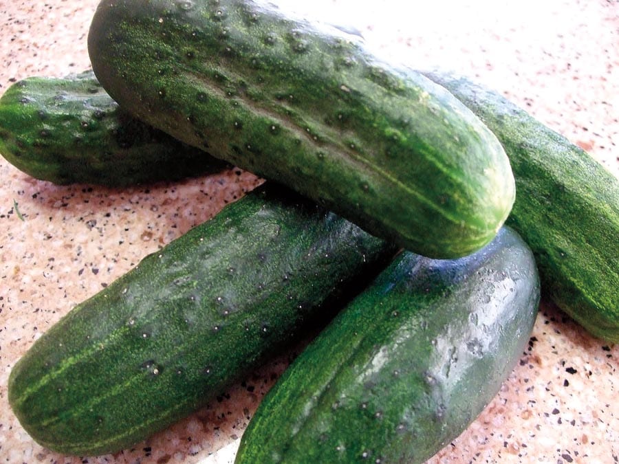 Ferry-Morse NURSERY Green Dragon Hybrid Cucumber Plant in