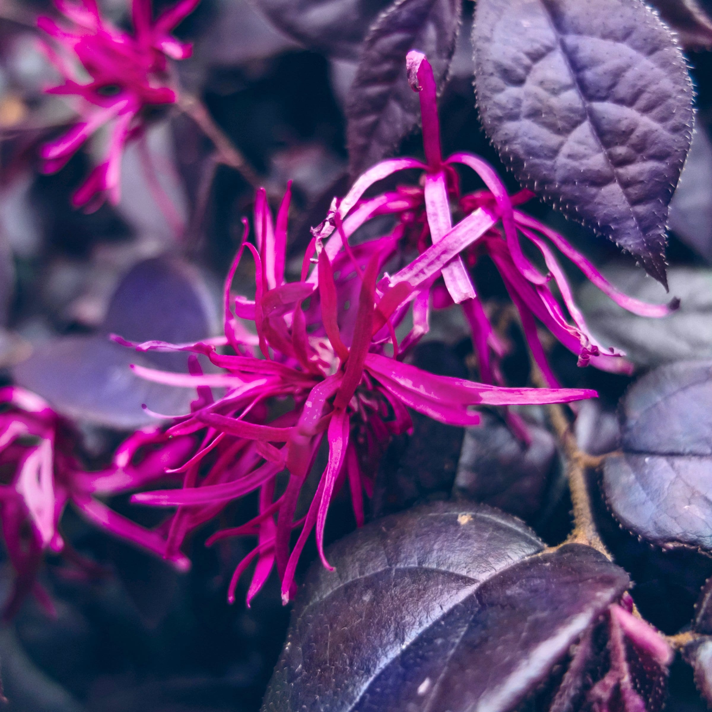 National Plant Network LW1812 Purple Daydream Feature Shrub in 3 -Gallon Planter 1 -Pack with Purple Blooms