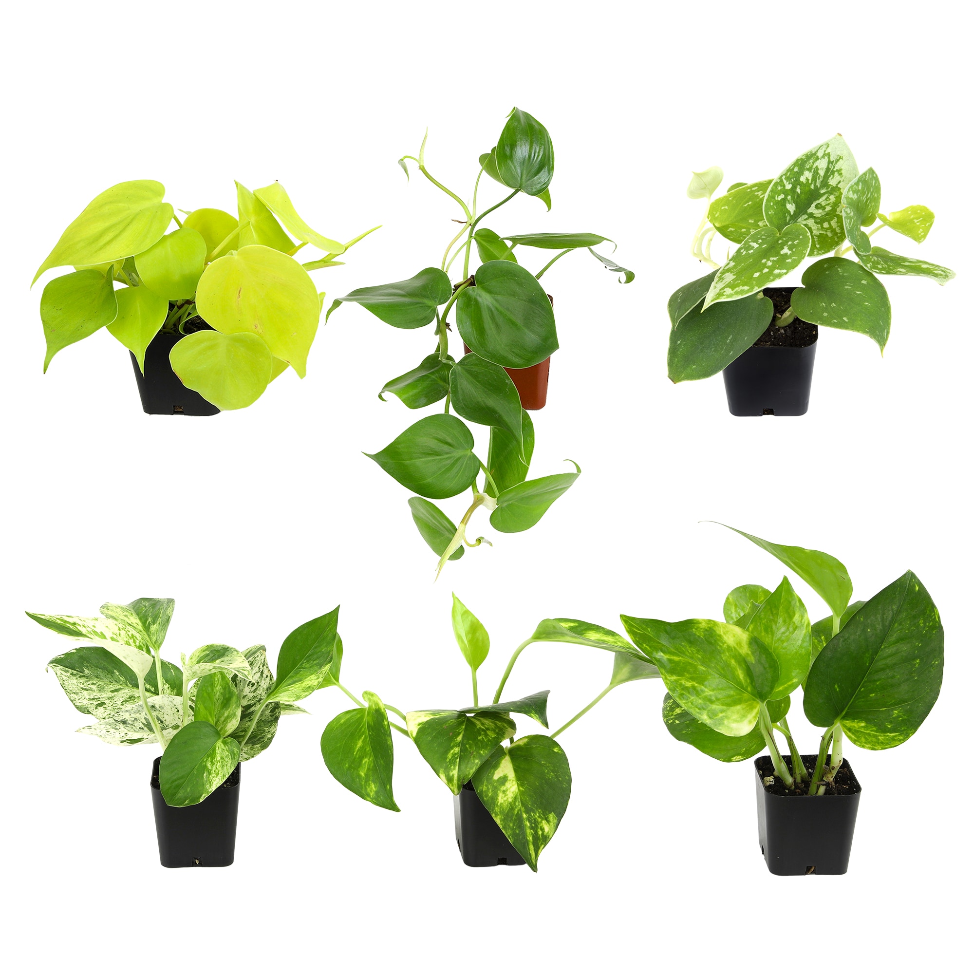 Altman Plants 0873039 Pothos Philodendron House plant in 2 Inch(es) Pot 6.0 -Pack