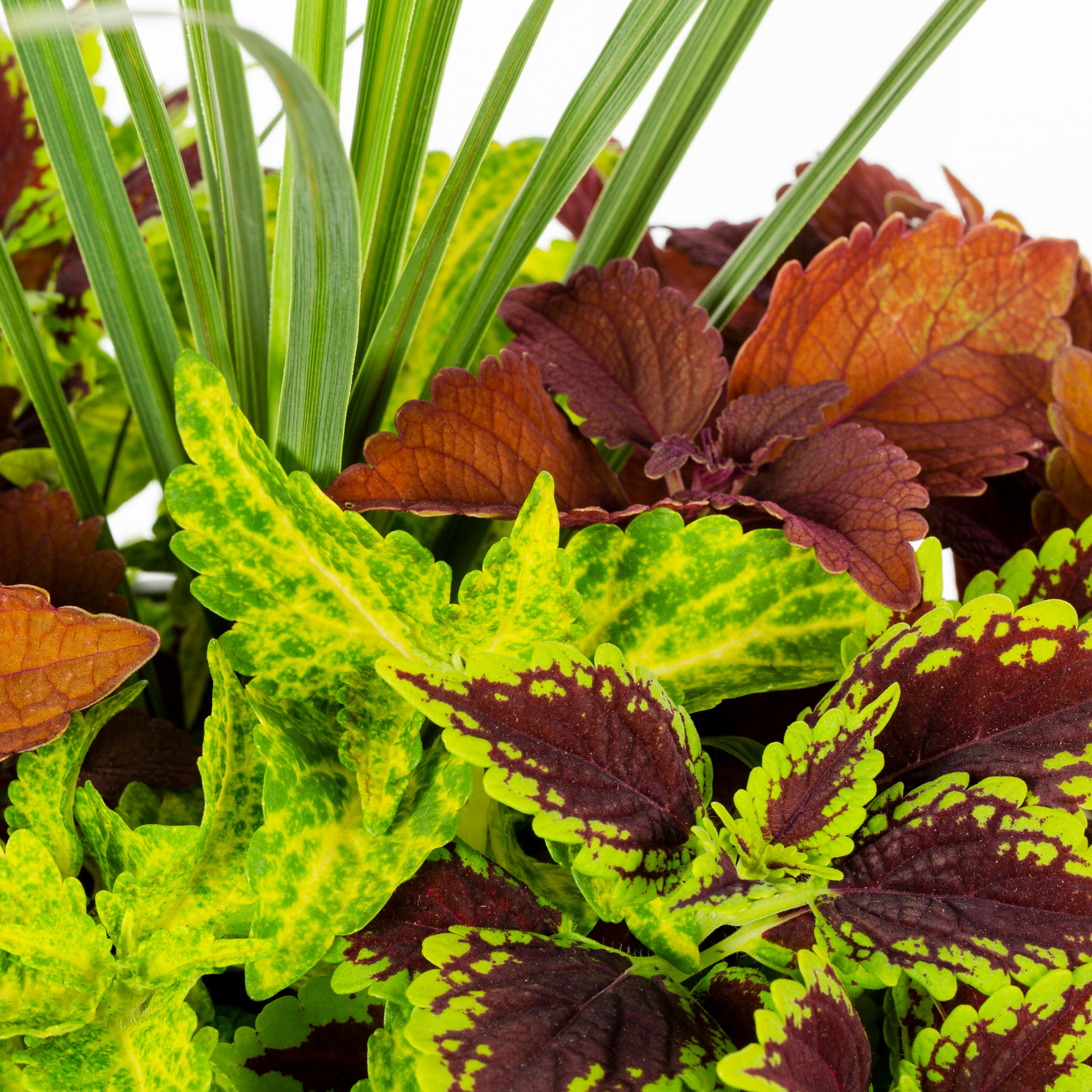 Ready Refill 824446 annuals - View #2