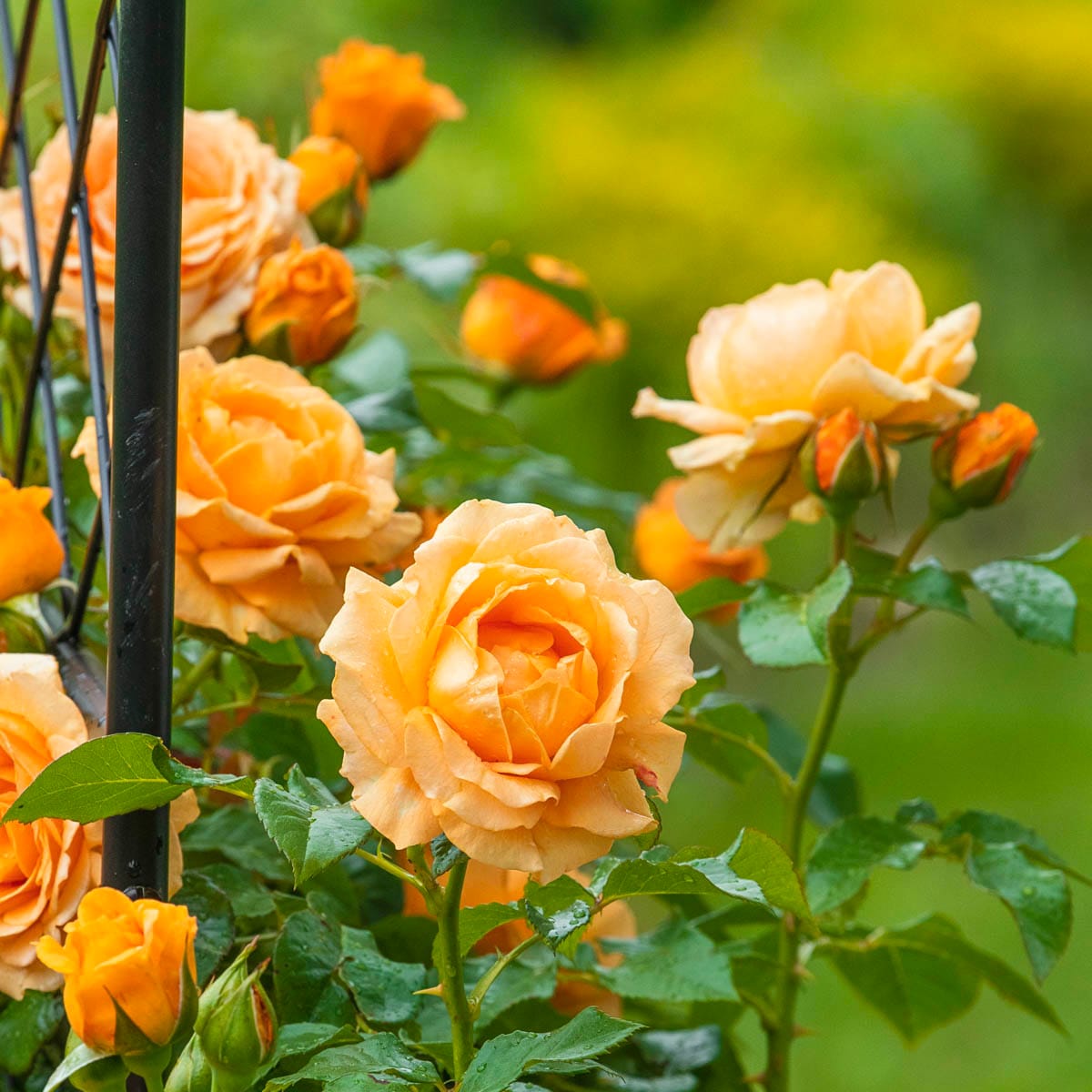 Spring Hill Nurseries 85030 roses - View #2