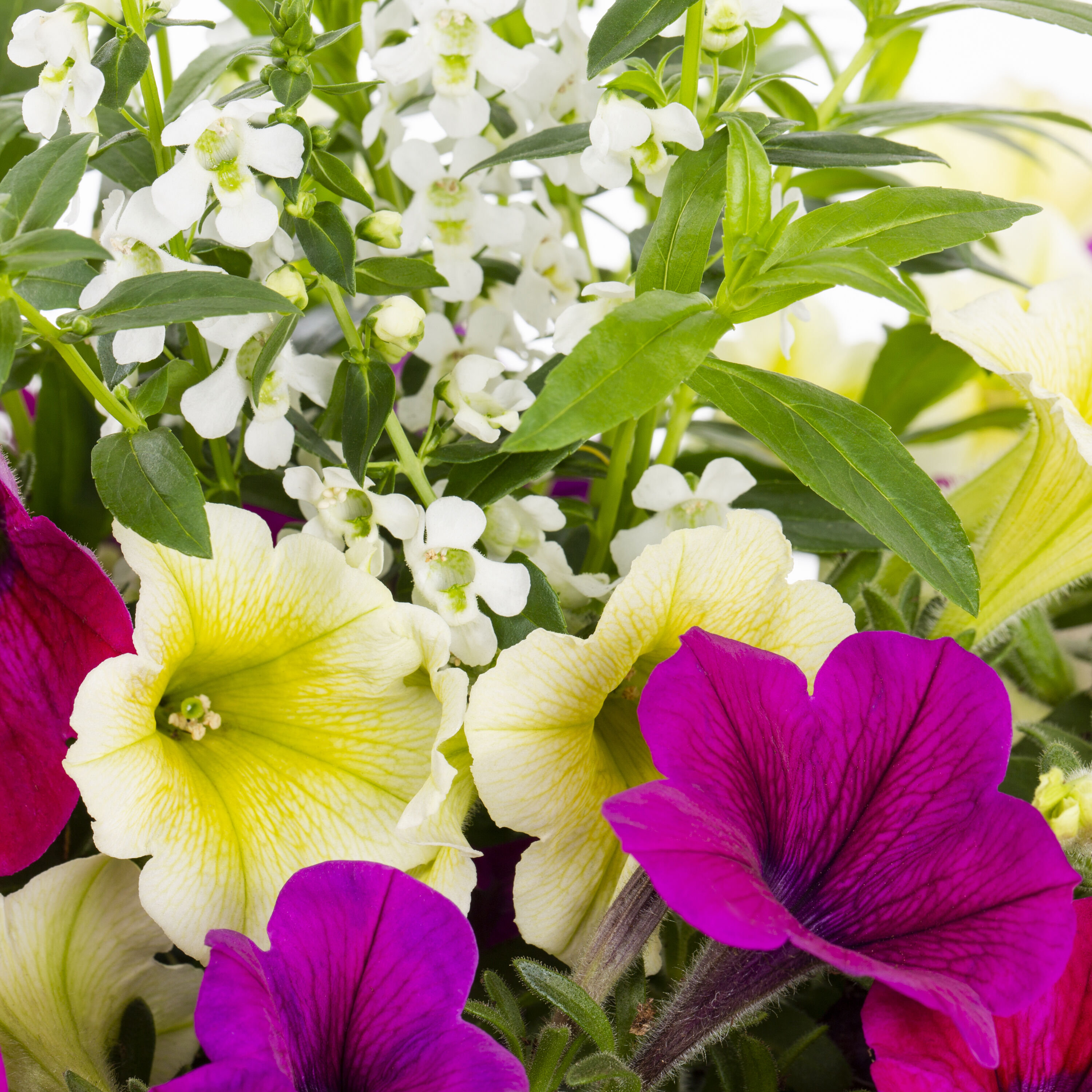 Lowe's Multicolor Mixed Annuals in 2-Gallon Planter in the Annuals ...