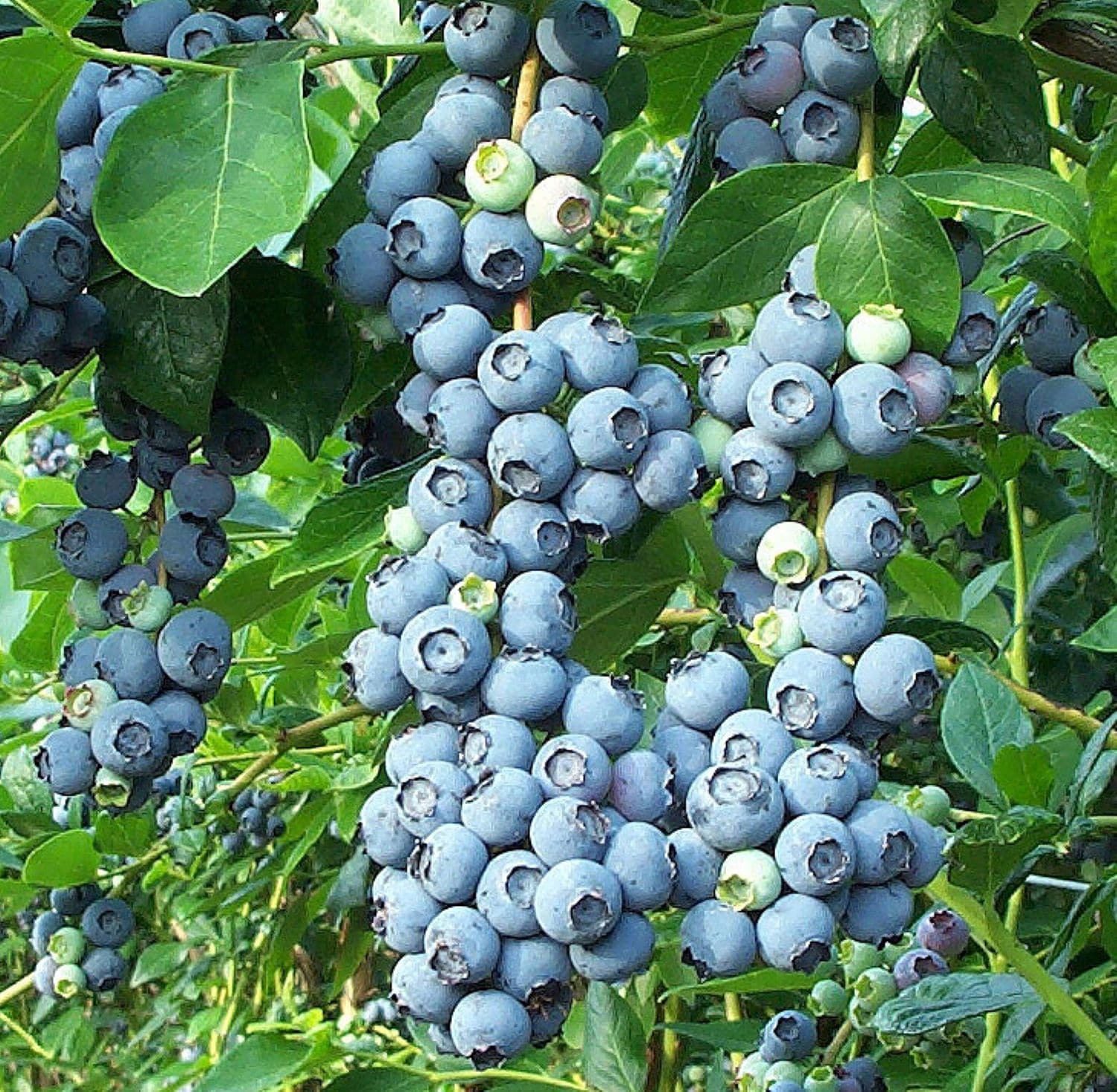  O895601 Fruit-Plants - View #2