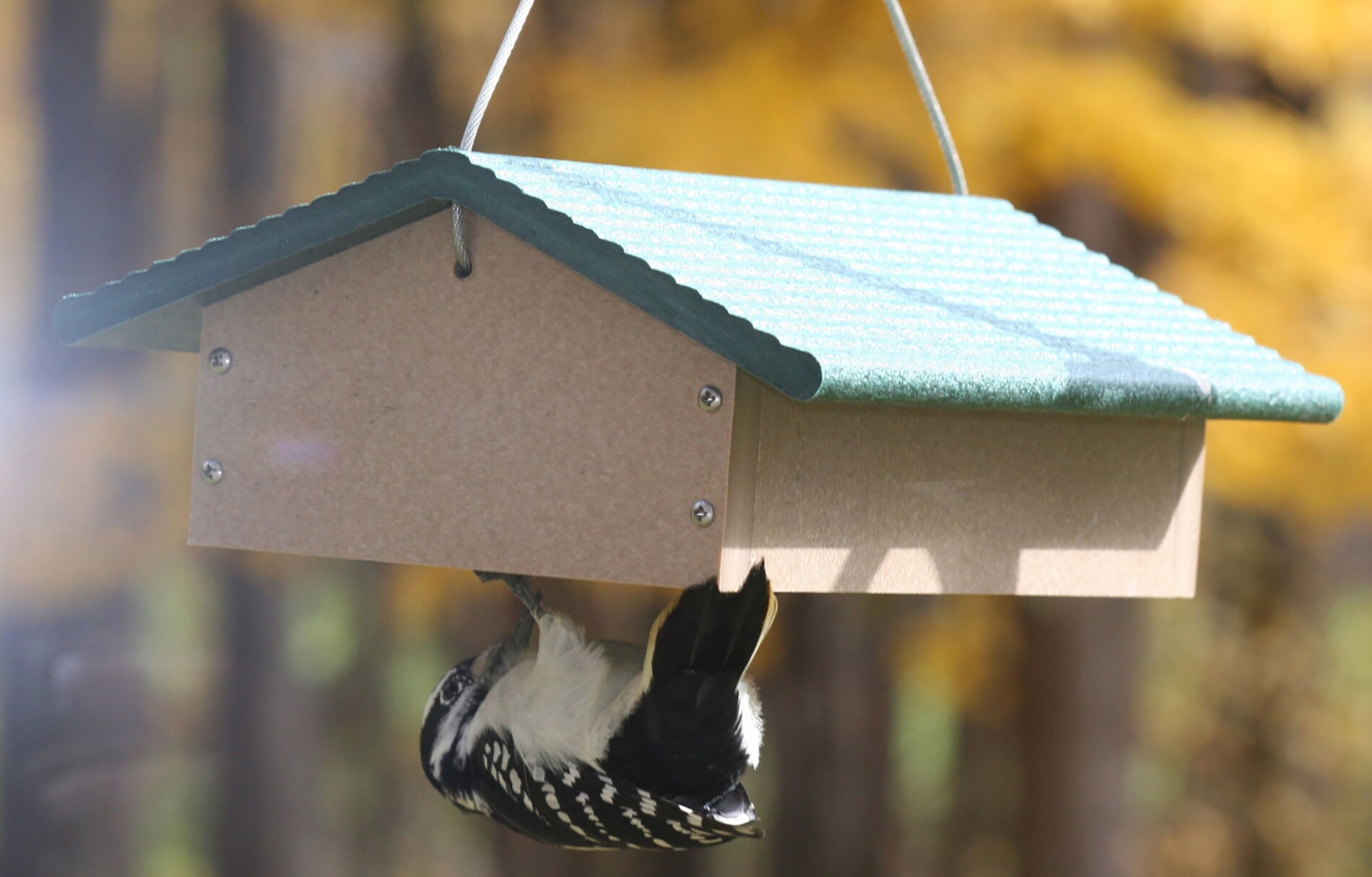 double upside down suet feeder