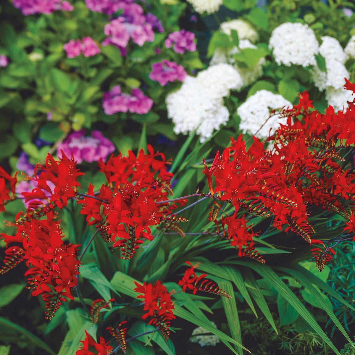 Direct Gardening 96059 Plant-Bulbs - View #3
