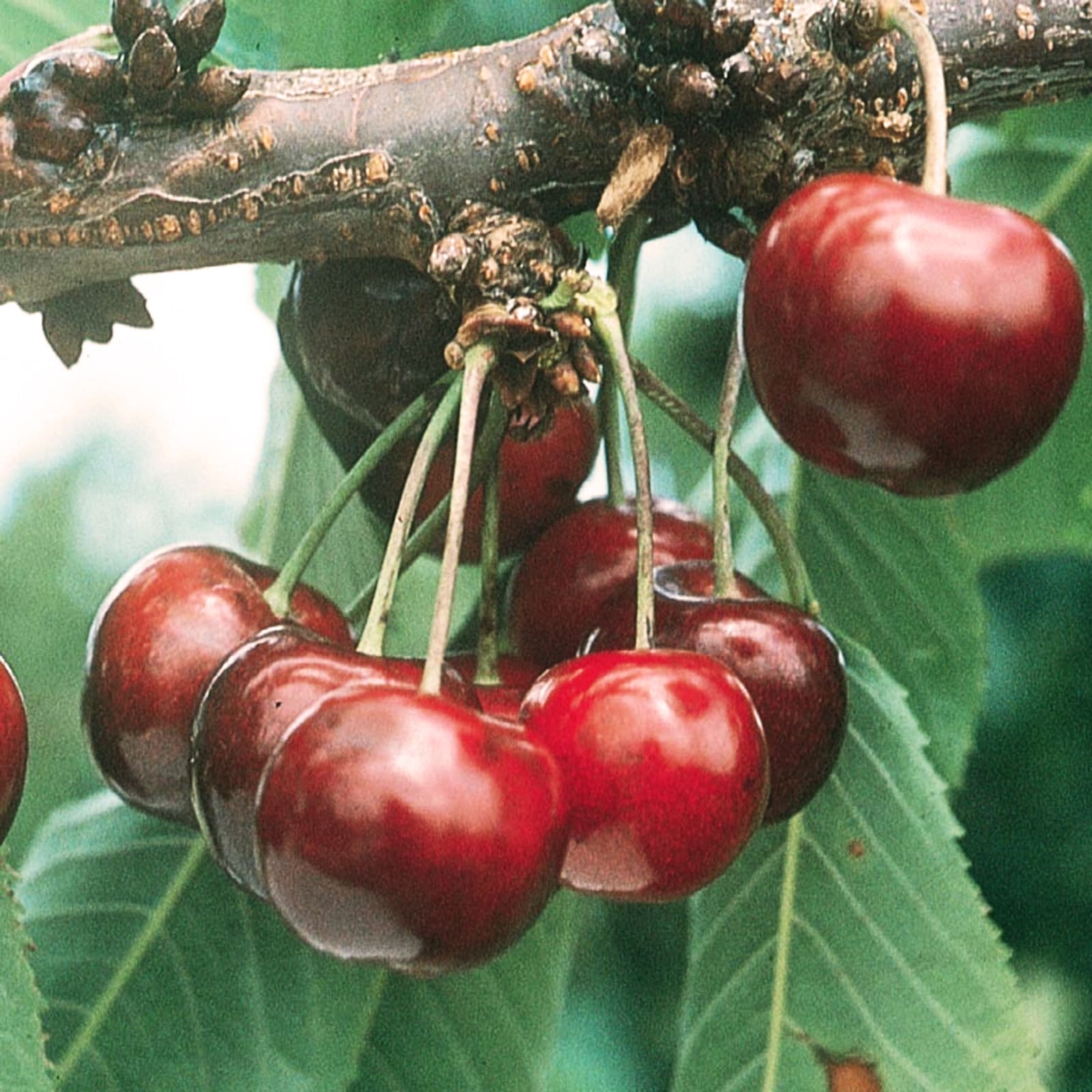 Lowe's 945240 CHERRY FRUIT 4 IN 1 MIX