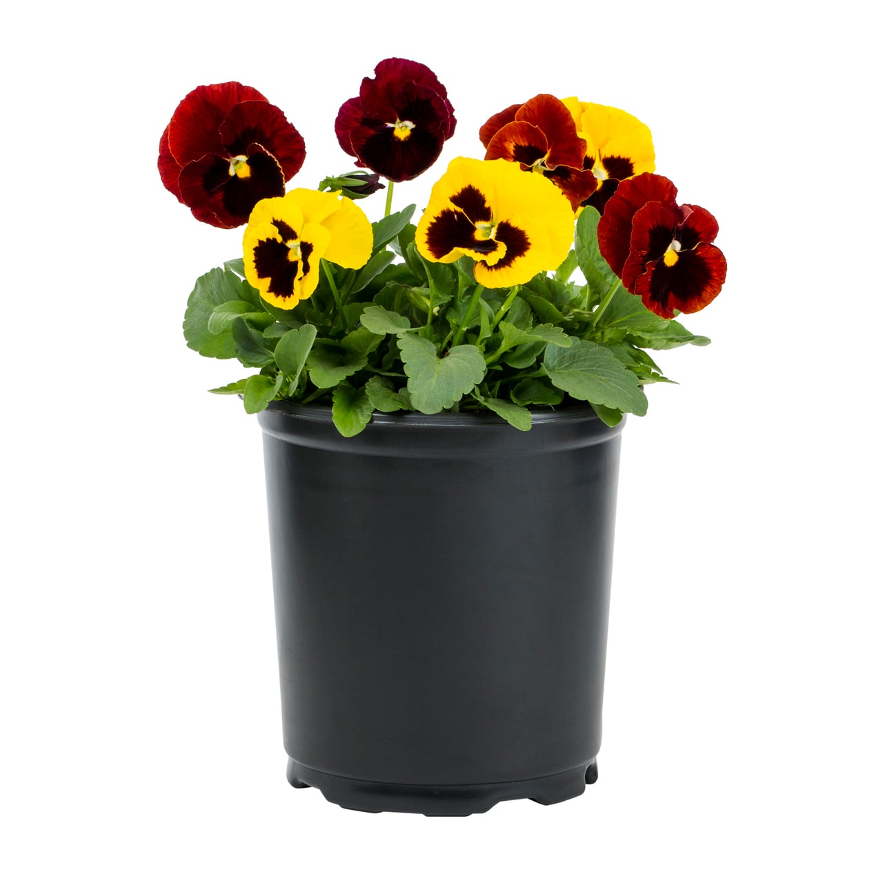 Metrolina Greenhouses 5233 annuals - View #5