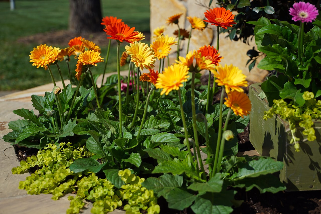 Monrovia 4990 annuals - View #4