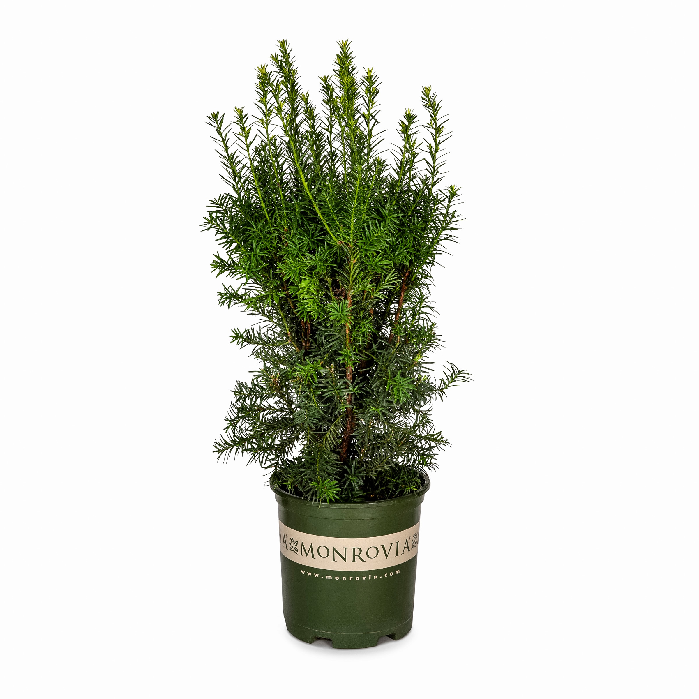 Hick's Yew Plants, Bulbs & Seeds at Lowes.com