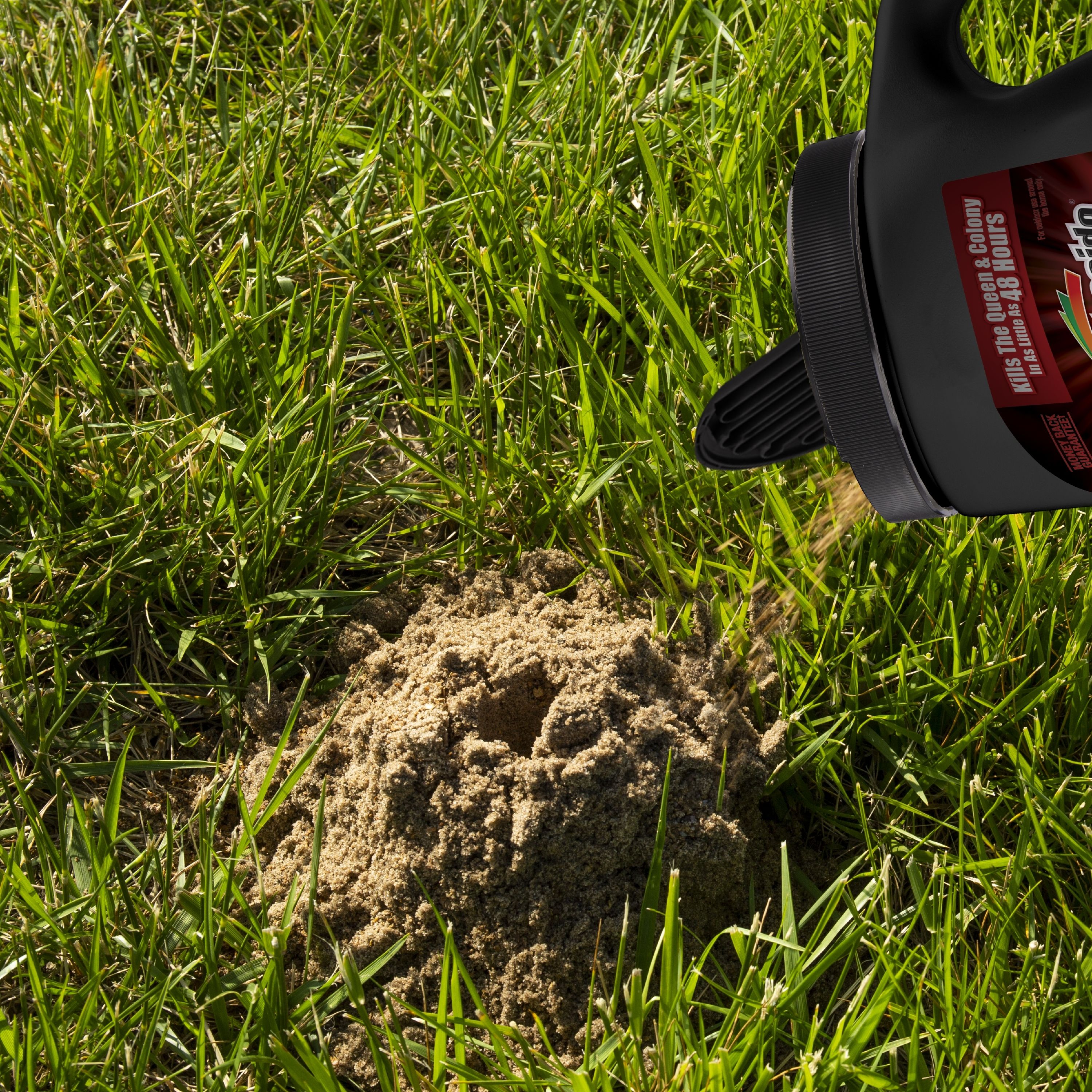 Ant Mounds In Yard | tunersread.com