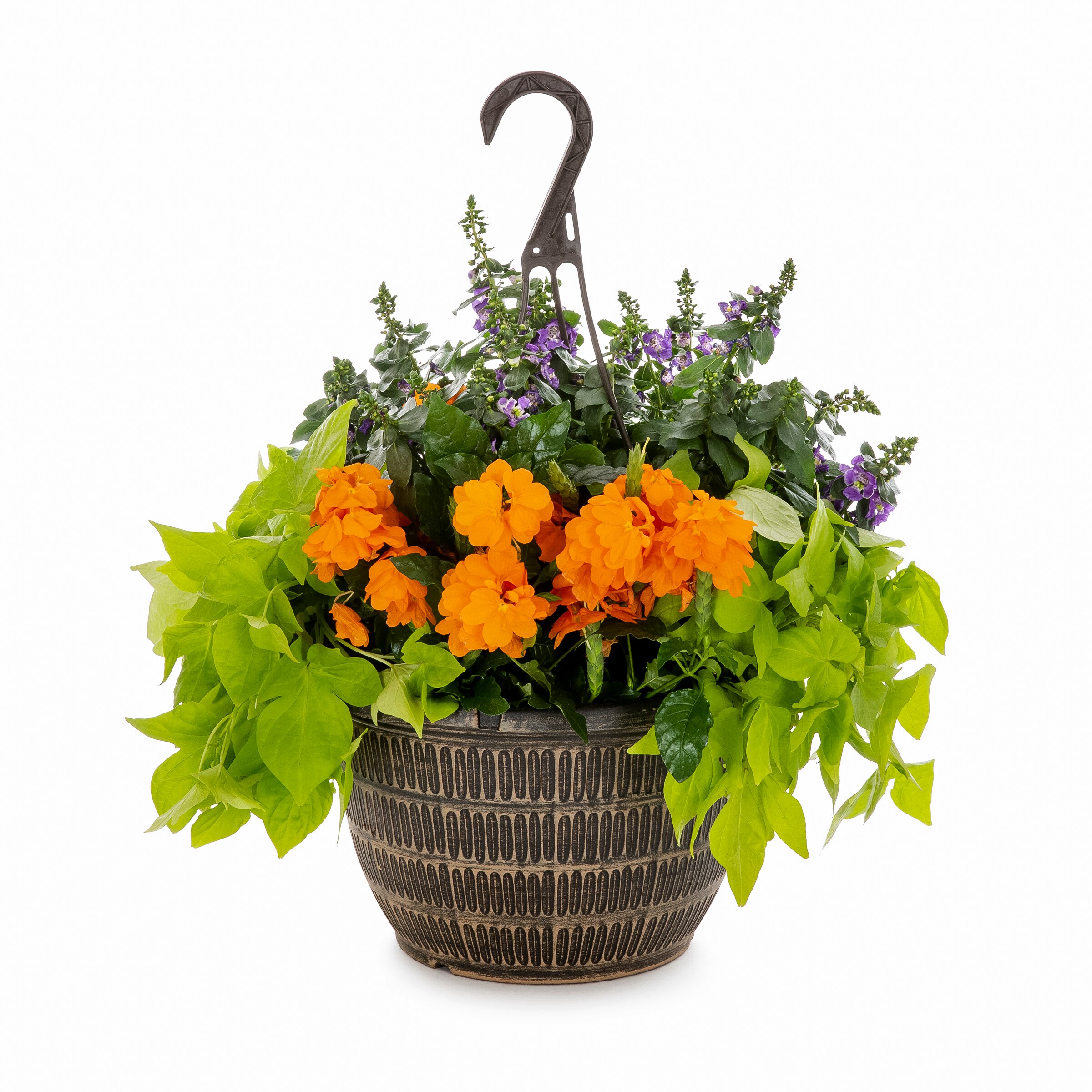 Lowe's Multicolor Mixed Annuals in 2-Gallon Hanging Basket in the ...