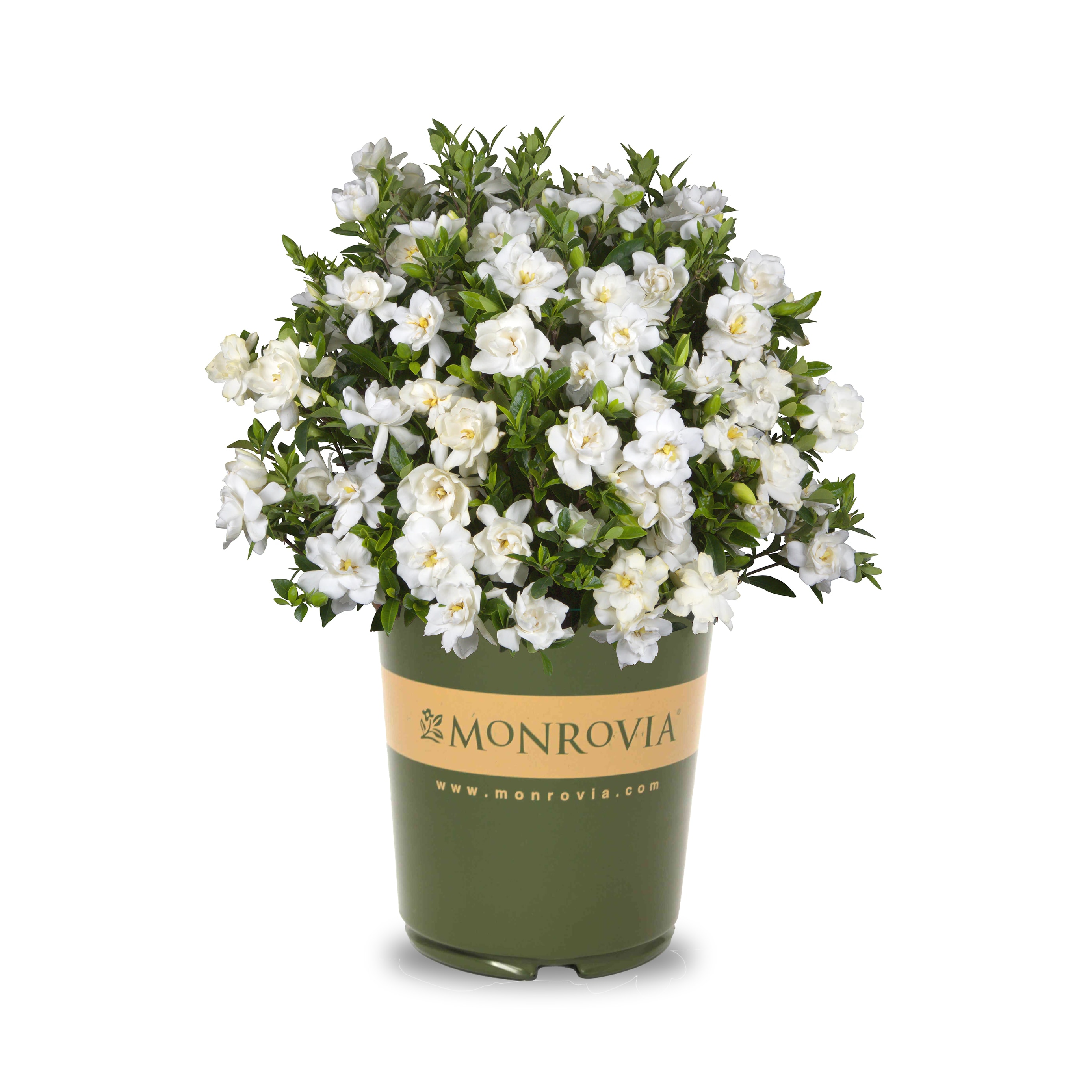 Monrovia 037902 Miniature Gardenia Flowering Shrub in 1.73 -Gallon Pot 1 -Pack with White Blooms