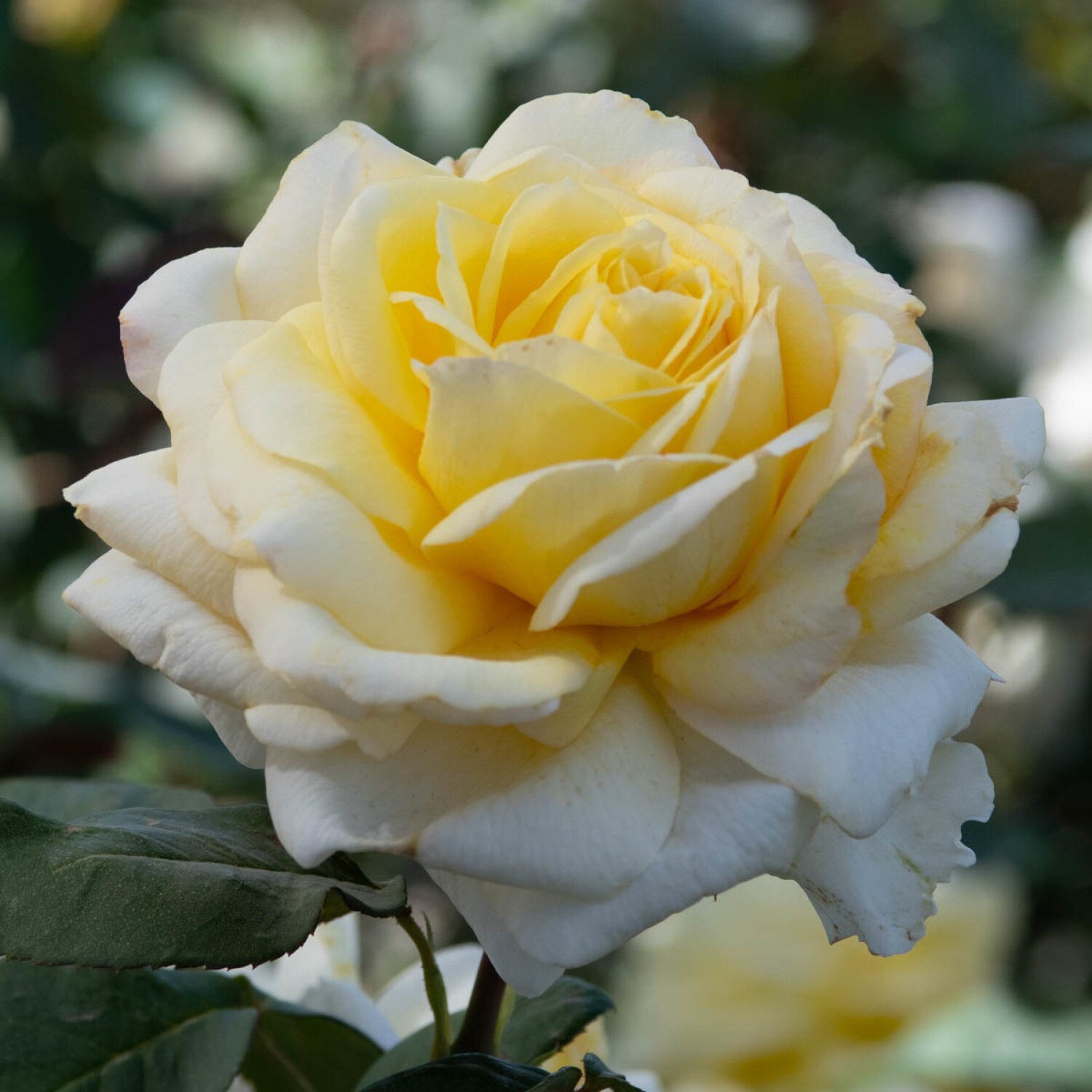 Spring Hill Nurseries 86290 roses - View #2