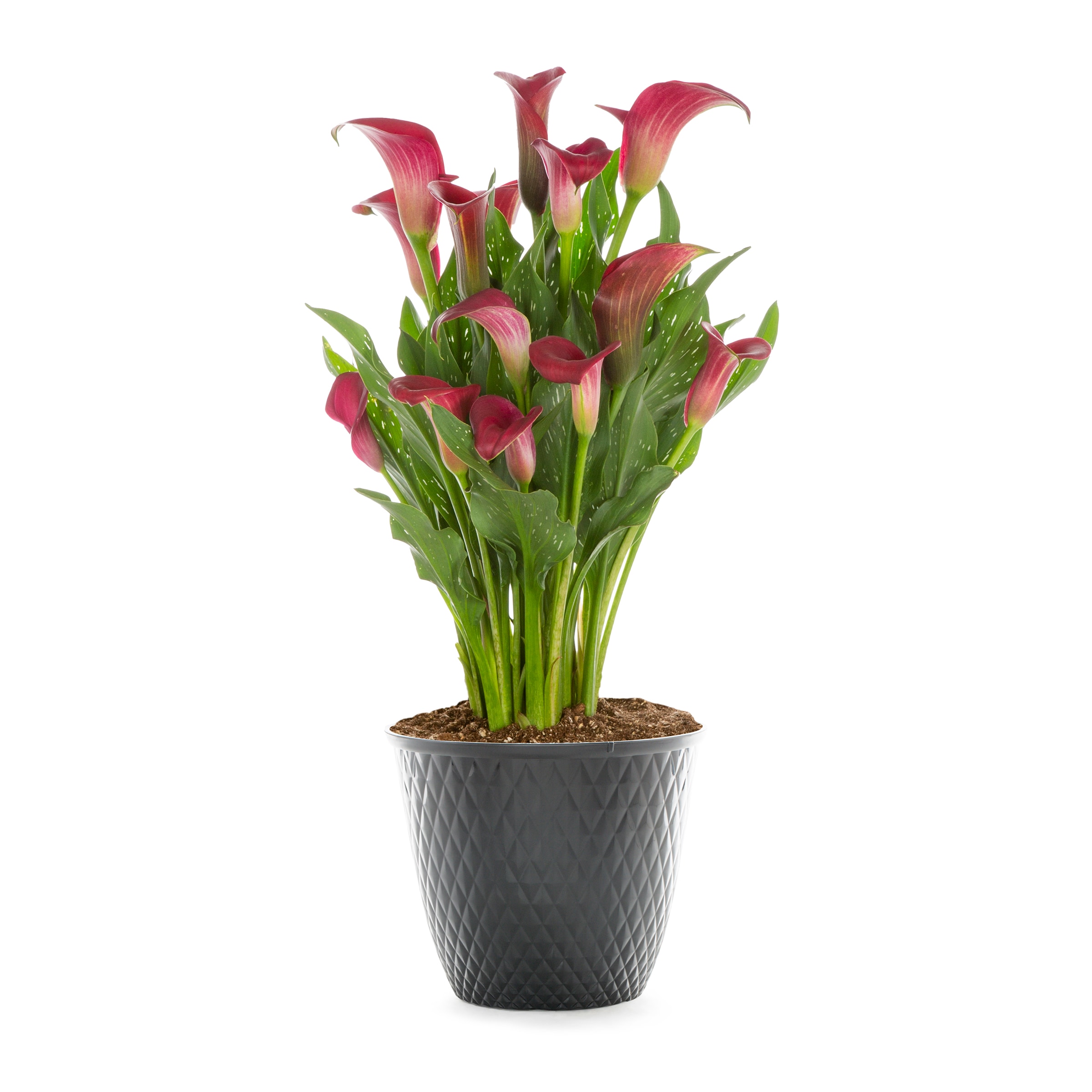 Lowe's NURSERY Multicolor Calla Lily Plant in 1 -Gallon Planter 1 -Pack