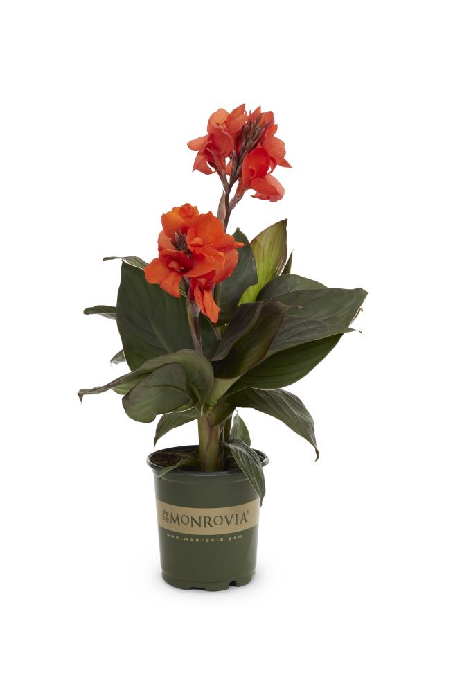 Lowe's NURSERY Coral Canna Lily Plant in 1 -Gallon Pot 1.0 -Pack