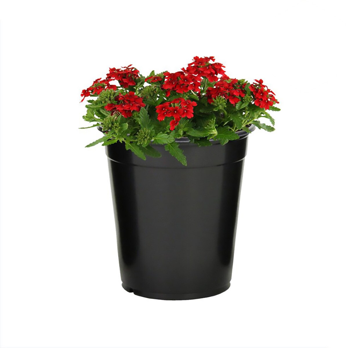 Verbena Perennials at Lowes.com