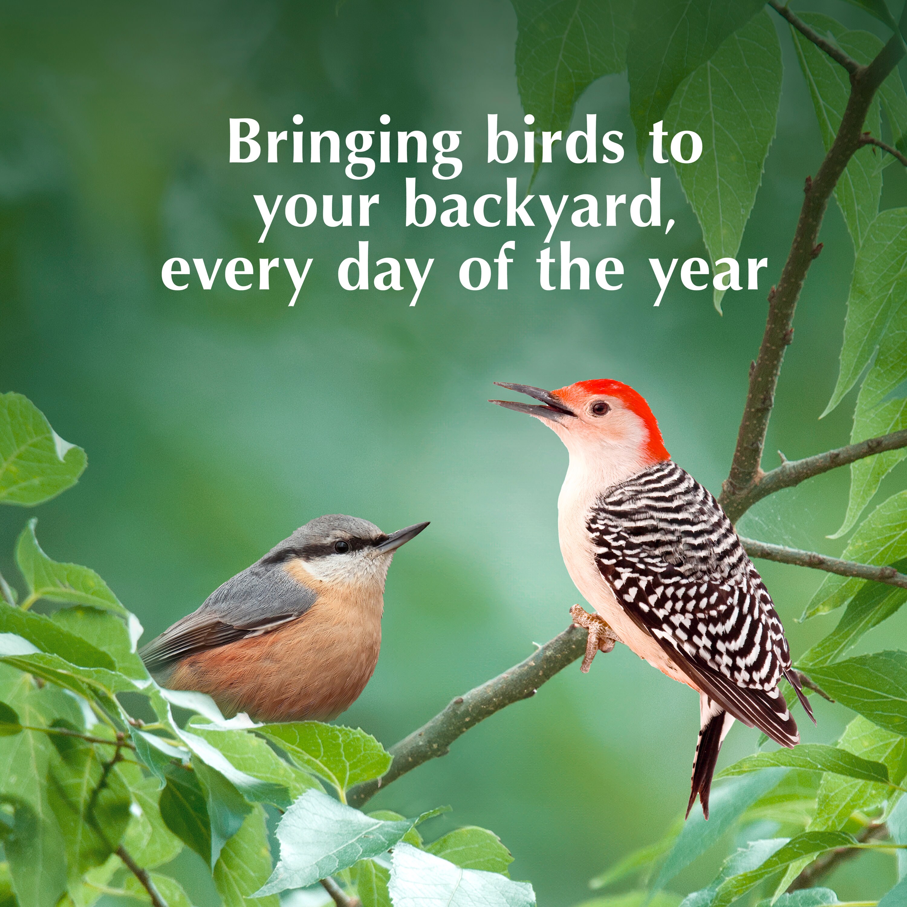 C&S 100214308 Bird-Squirrel-Food - View #7