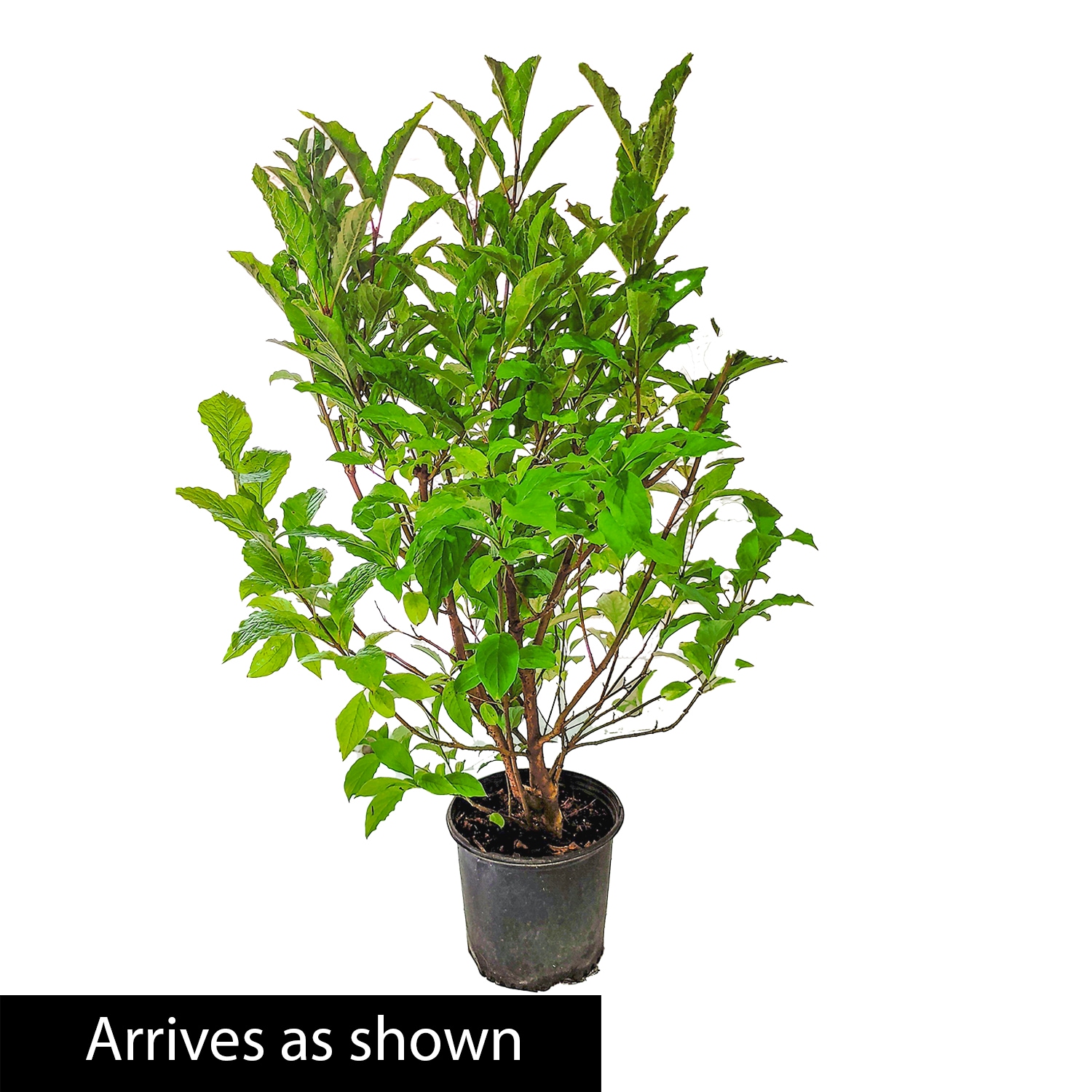 Spring Hill Nurseries 82947 shrubs - View #2