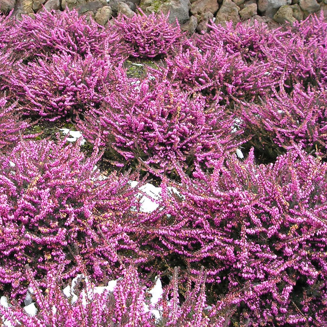  O225102 shrubs - View #2