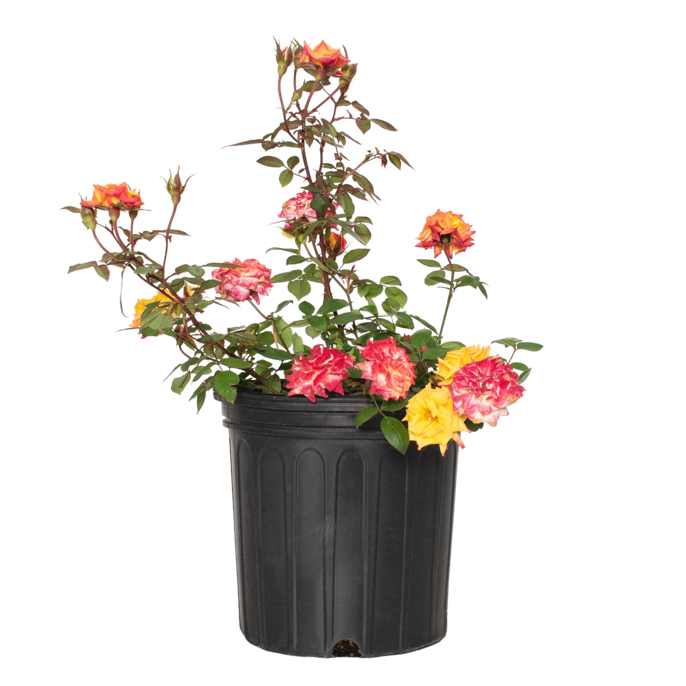 National Plant Network LW1798 roses - View #7