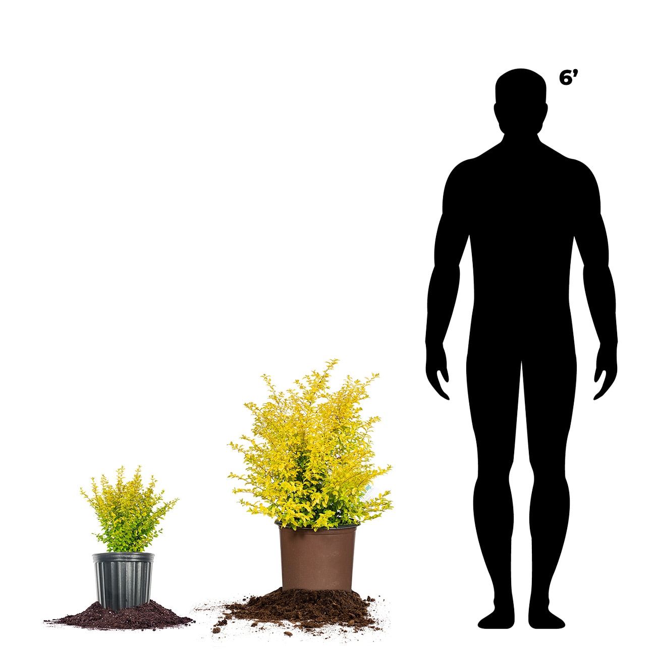 Perfect Plants LOSUNSHINELIGUST3G shrubs - View #4
